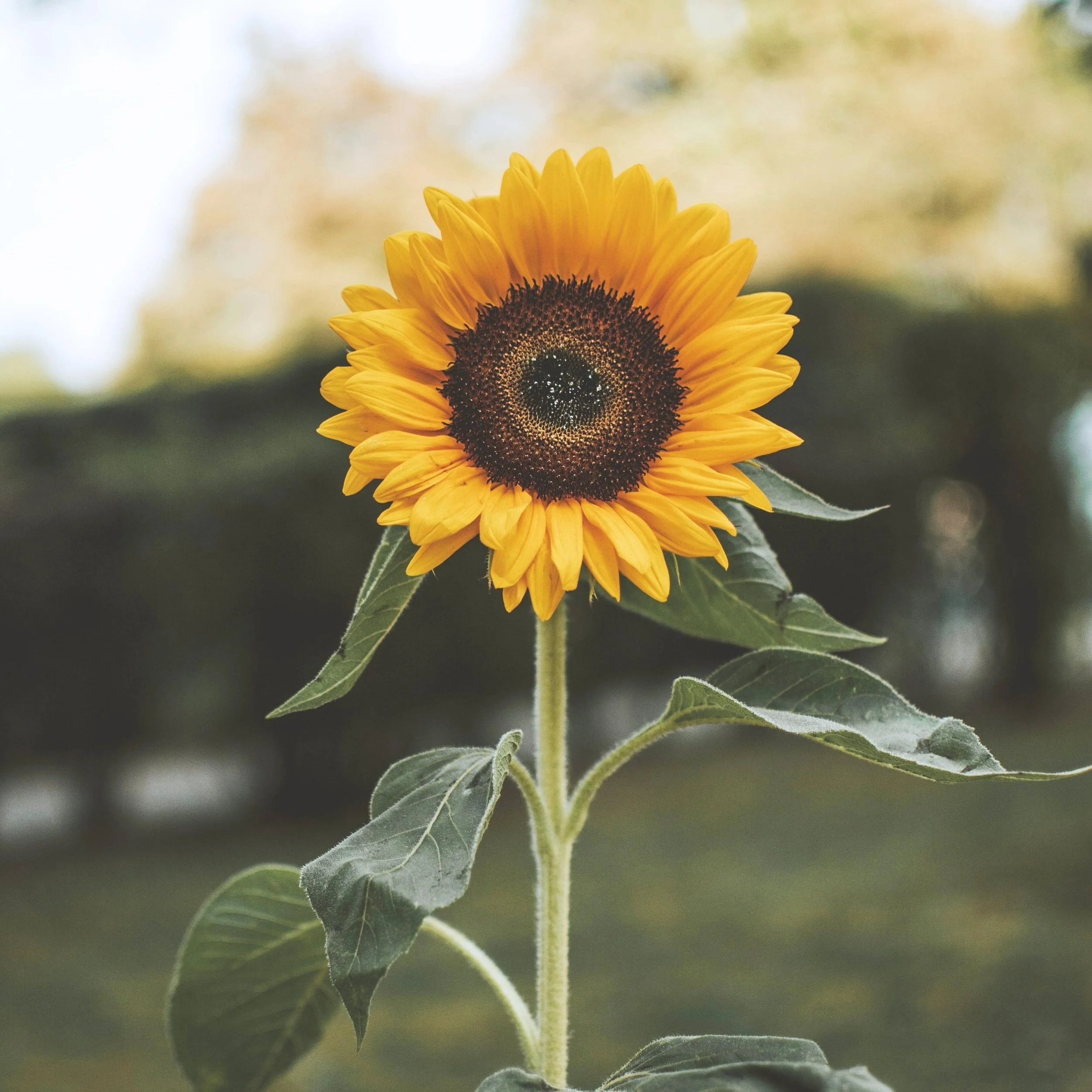 Sunflower Flower Essence