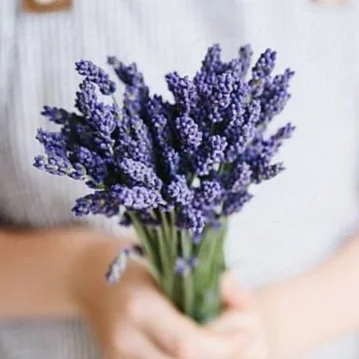 Lavender Flower Essence