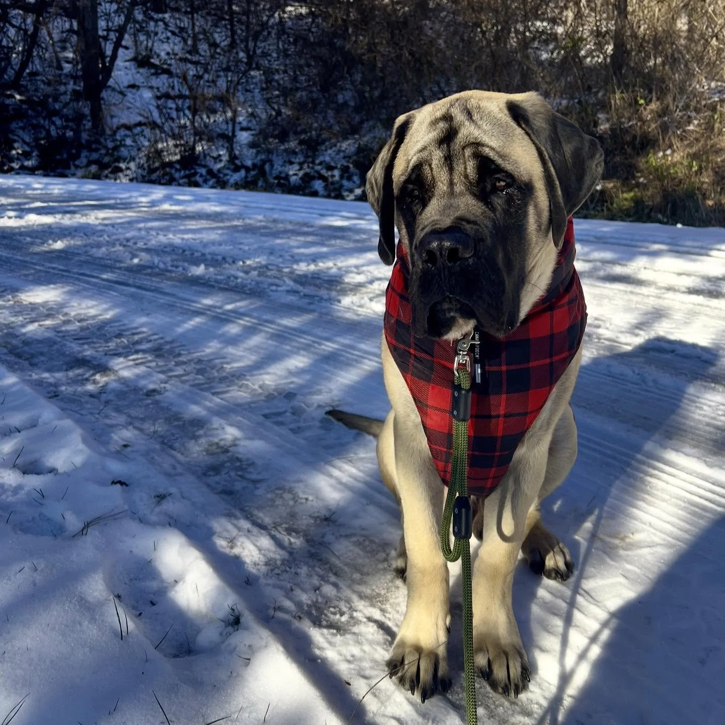Nothing I love more than waking up to that snowy silence. Early morning walks with this guy get a little bit sweeter when our backdrop is a glistening white layer of ❄️❄️❄️. On this 11:11 portal, one wish I&rsquo;m asking to manifest this season &mda