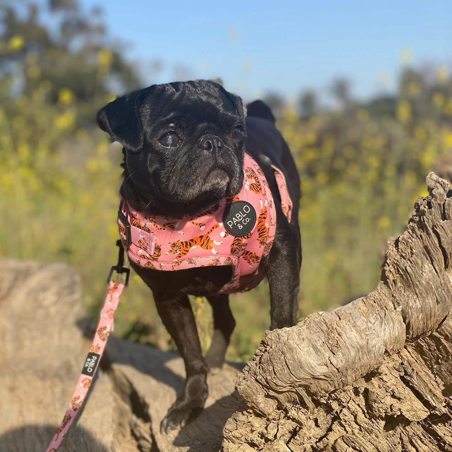 Introducing the newest Tracy. Petunia joins us from a hard knocks life of being constantly knocked up as a breeder in Mexico. She now enjoys the spayed life with her pug brother and cat siblings. She&rsquo;s proving to be a spunky hiking companion an