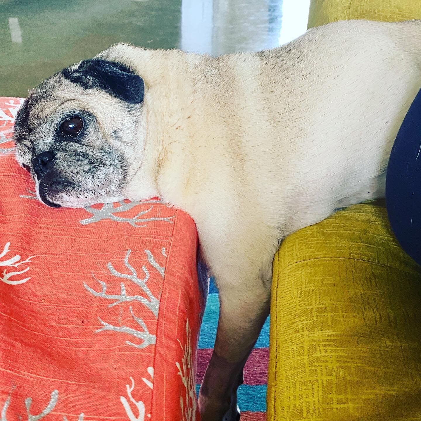 Who doesn&rsquo;t take an open-eyed nap with your front legs dangling straight down? This doggo makes me laugh. 
...
...
#pug #pugsofinstagram #dtladogs