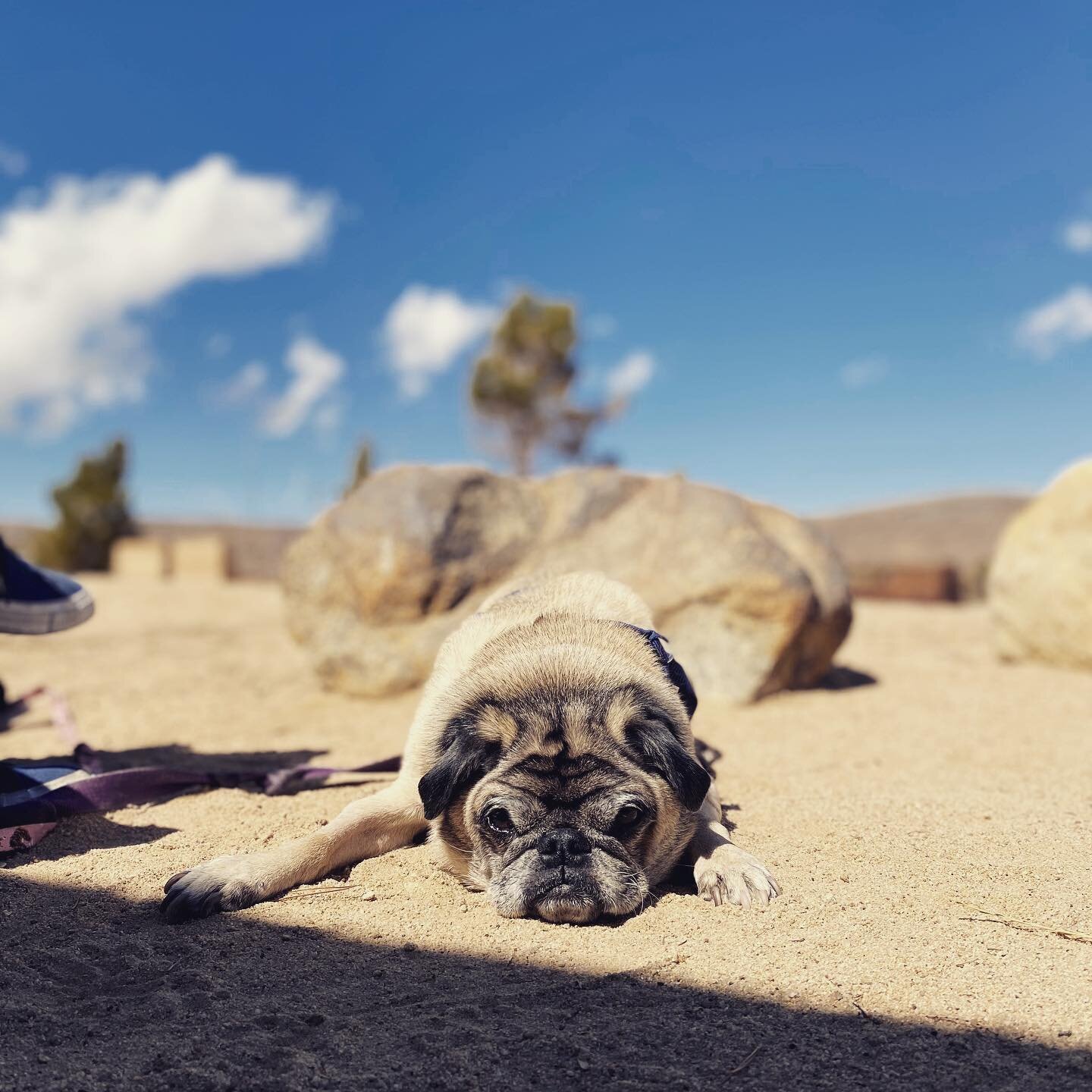 Desert dog. 

#pug #pugsofinstagram #yuccavalley #pioneertown