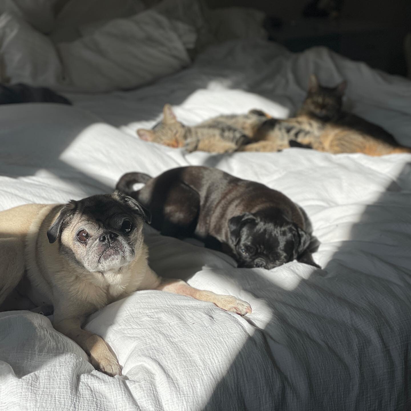 That afternoon sun is a powerful drug. 
&hellip;
&hellip;
#LA #DTLA #pug #pugs #tabbycat #rescueanimals