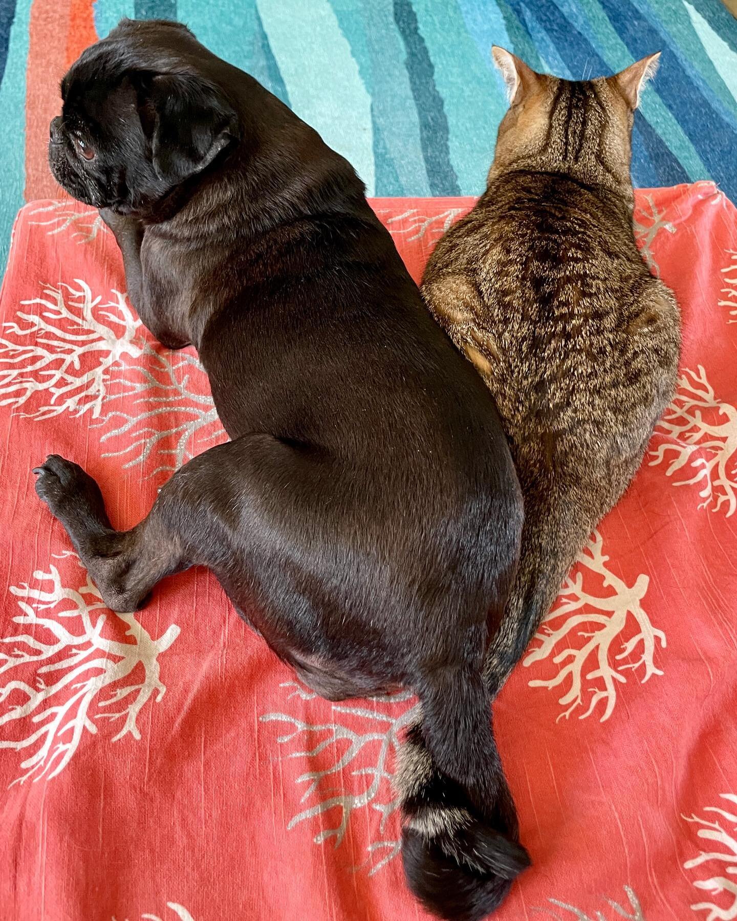 Girl time. Don&rsquo;t miss their tails. 
&hellip;
&hellip;
#pug #blackpug #tabbycat #tabby #dogandcat #pugtail #rescuedogsofinstagram #rescuecatsofinstagram @kittybungalow