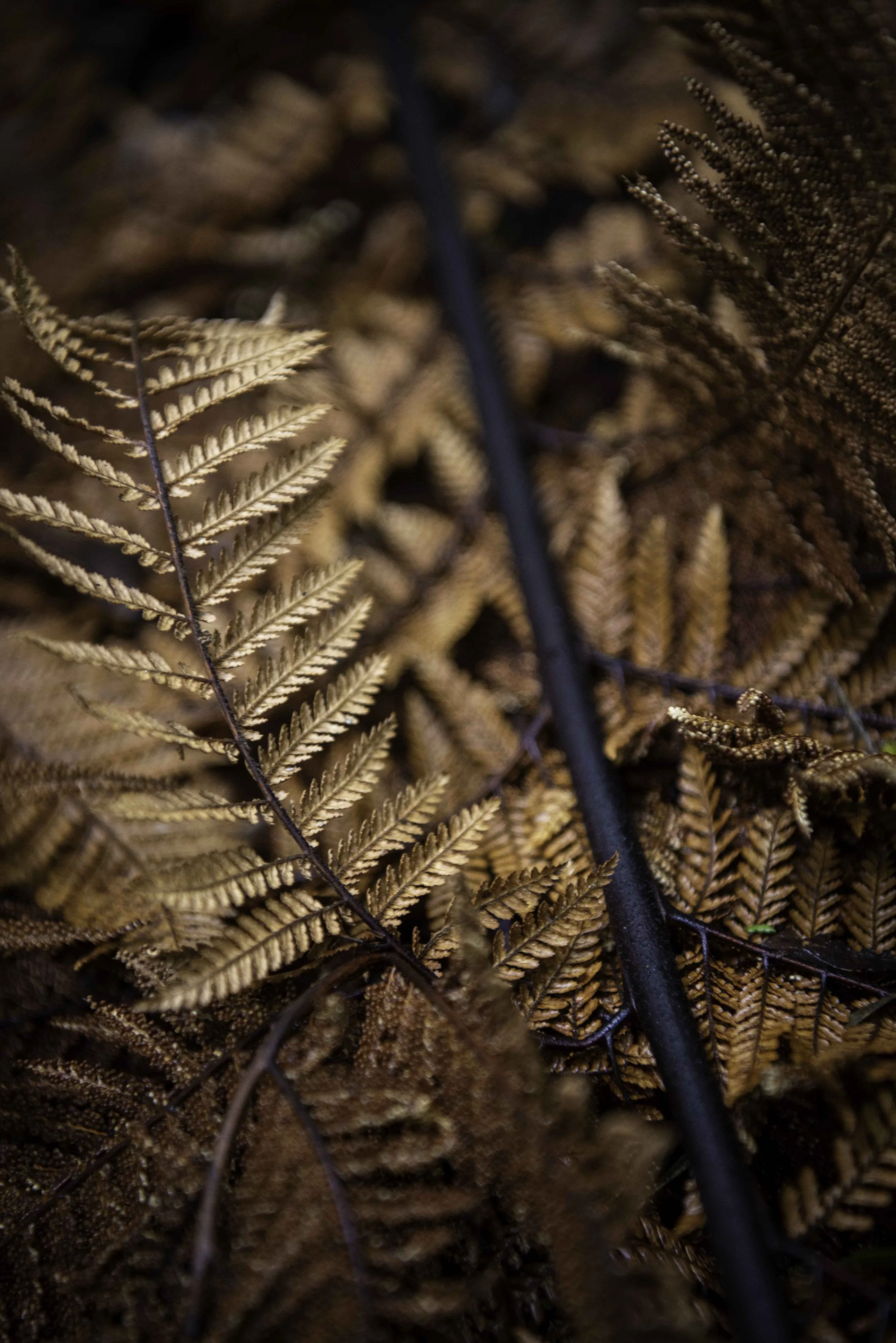 Close up of a dried fern frond.