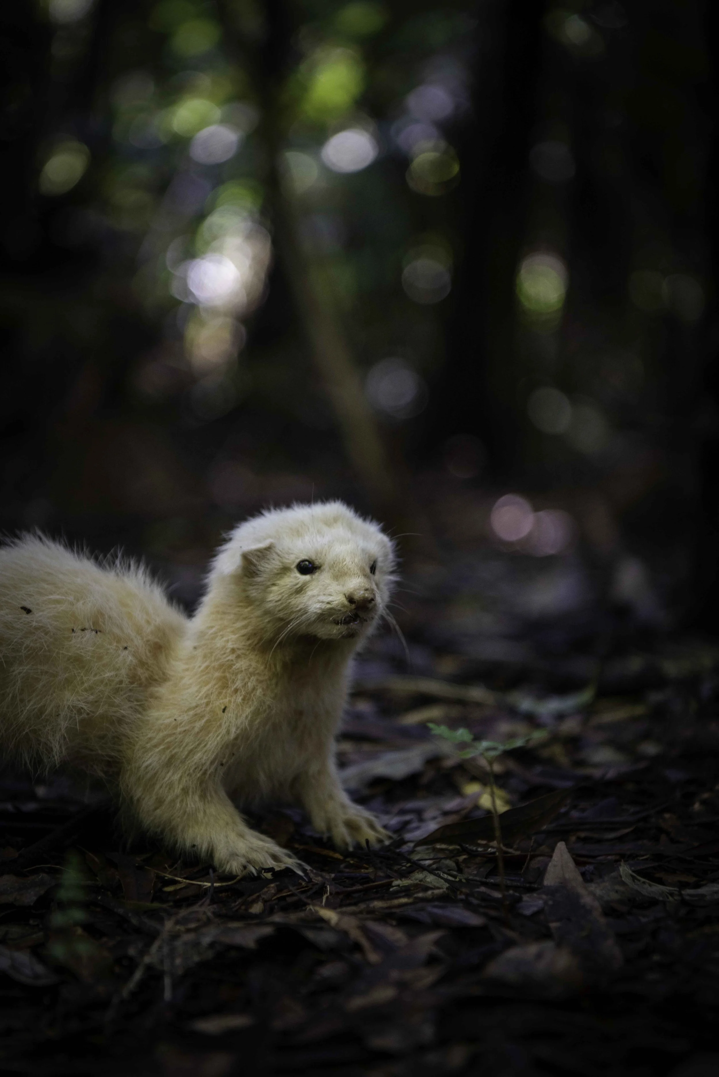 A white ferret comes into shot from the left, making its way along the forest floor.