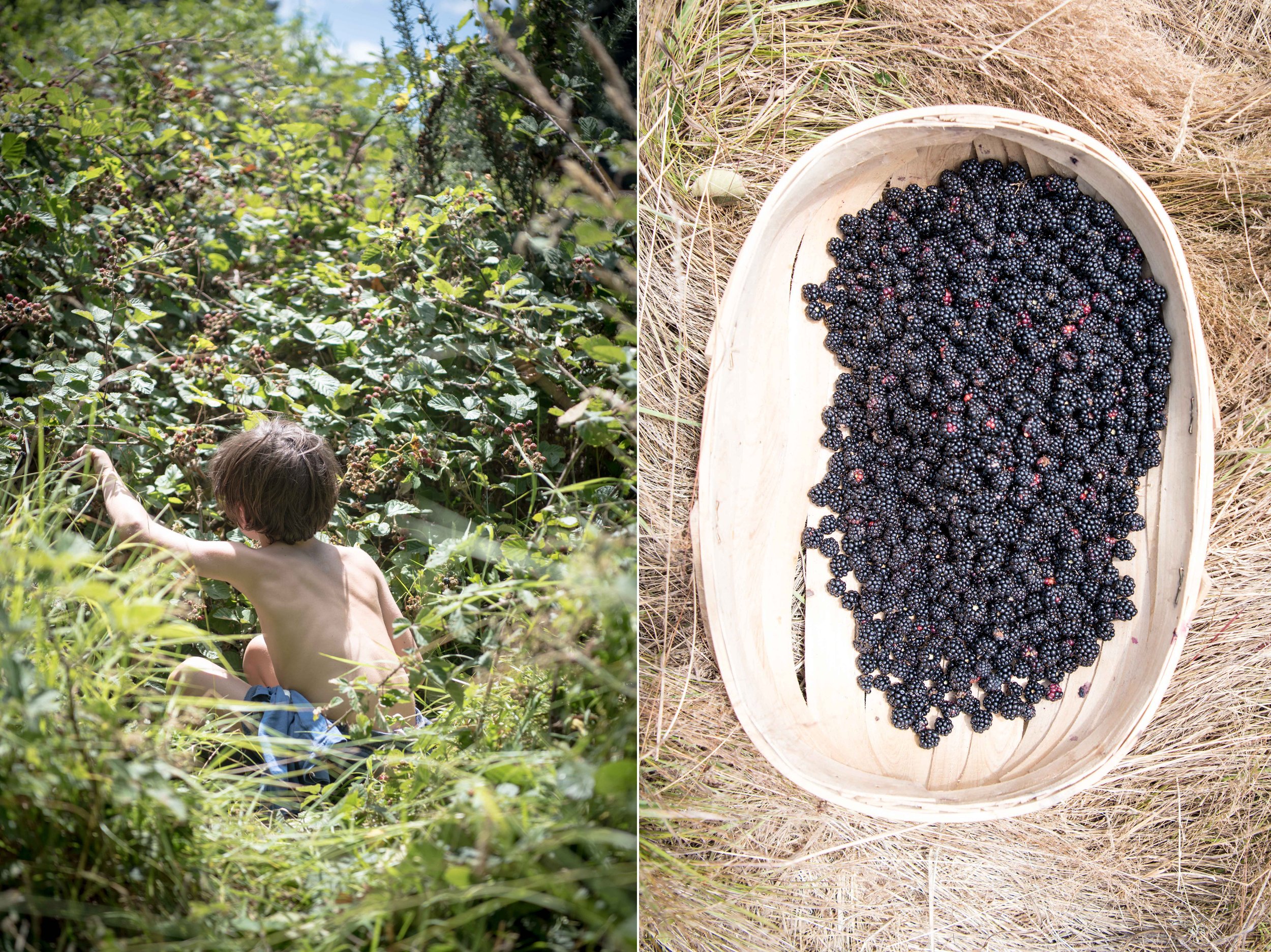Blackberry Picking