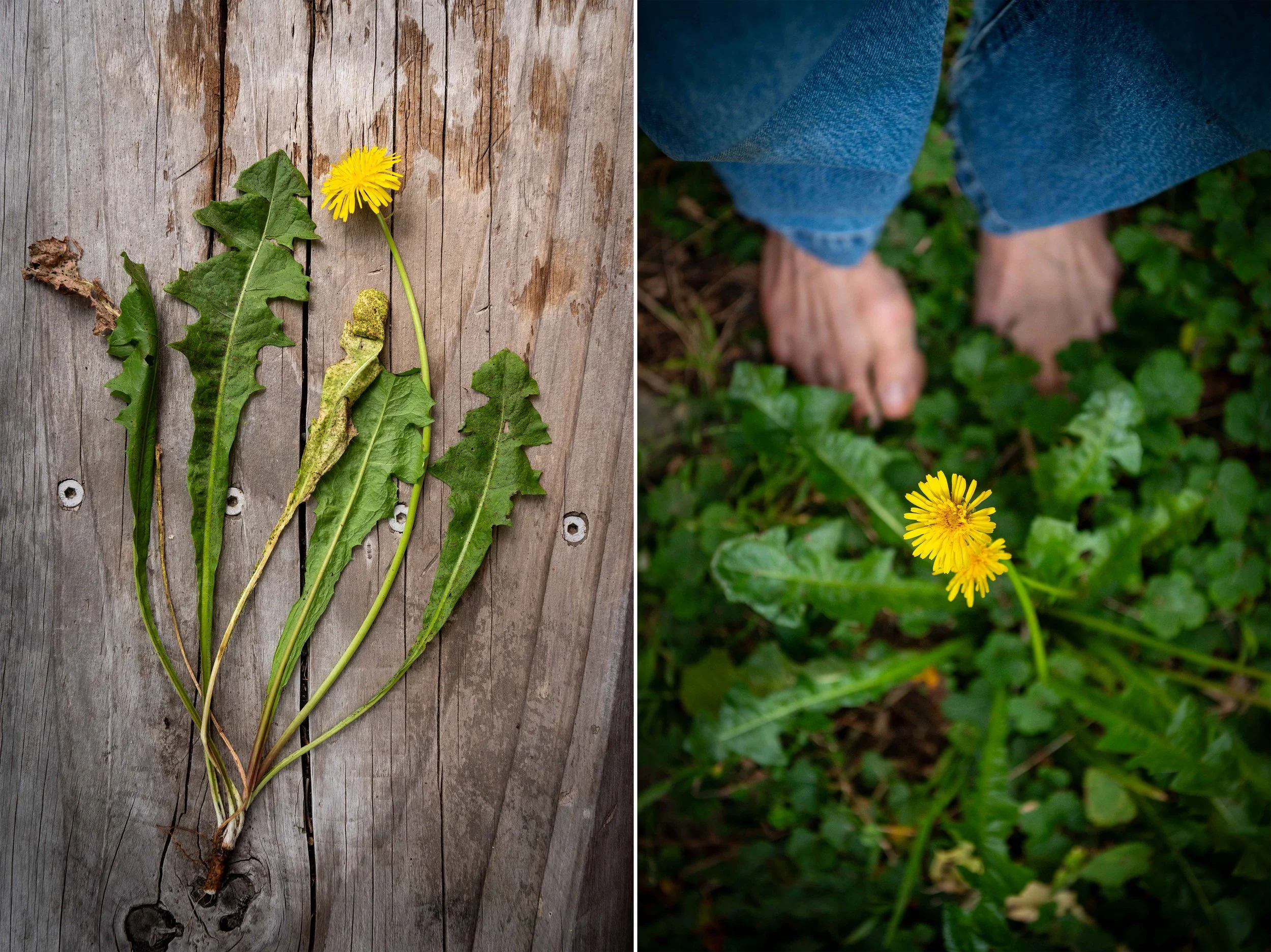 An image of a dandelion plant, leaves, flower and root.