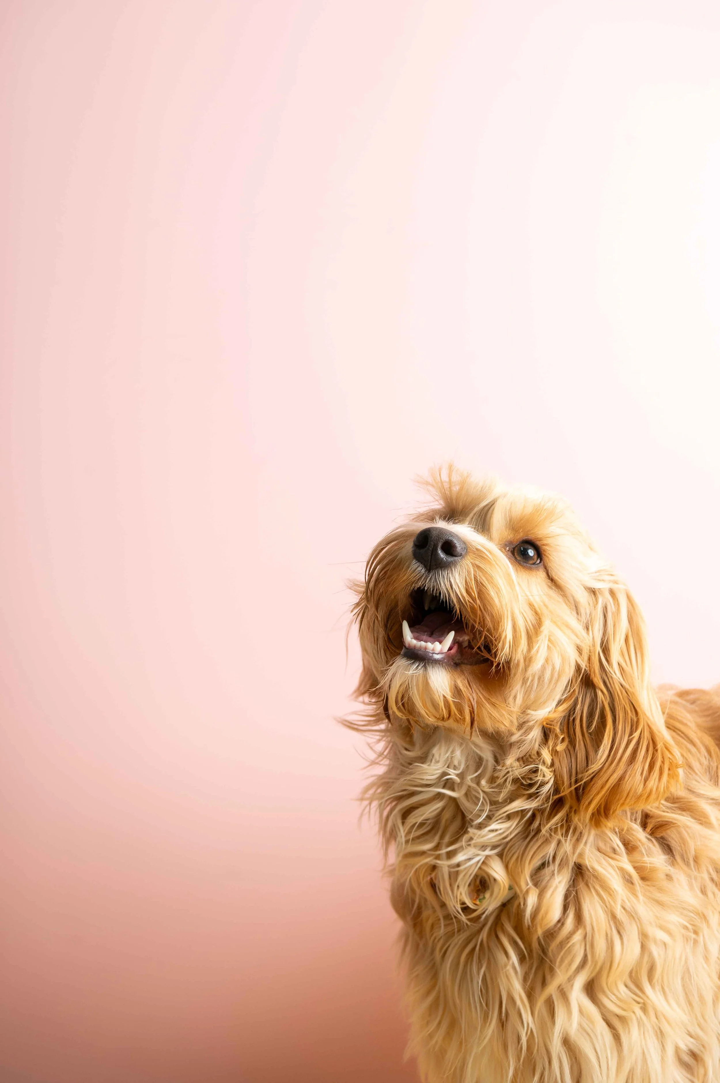 A happy, curly-haired golden doodle dog with an open mouth, showing teeth, against a soft pink background.
