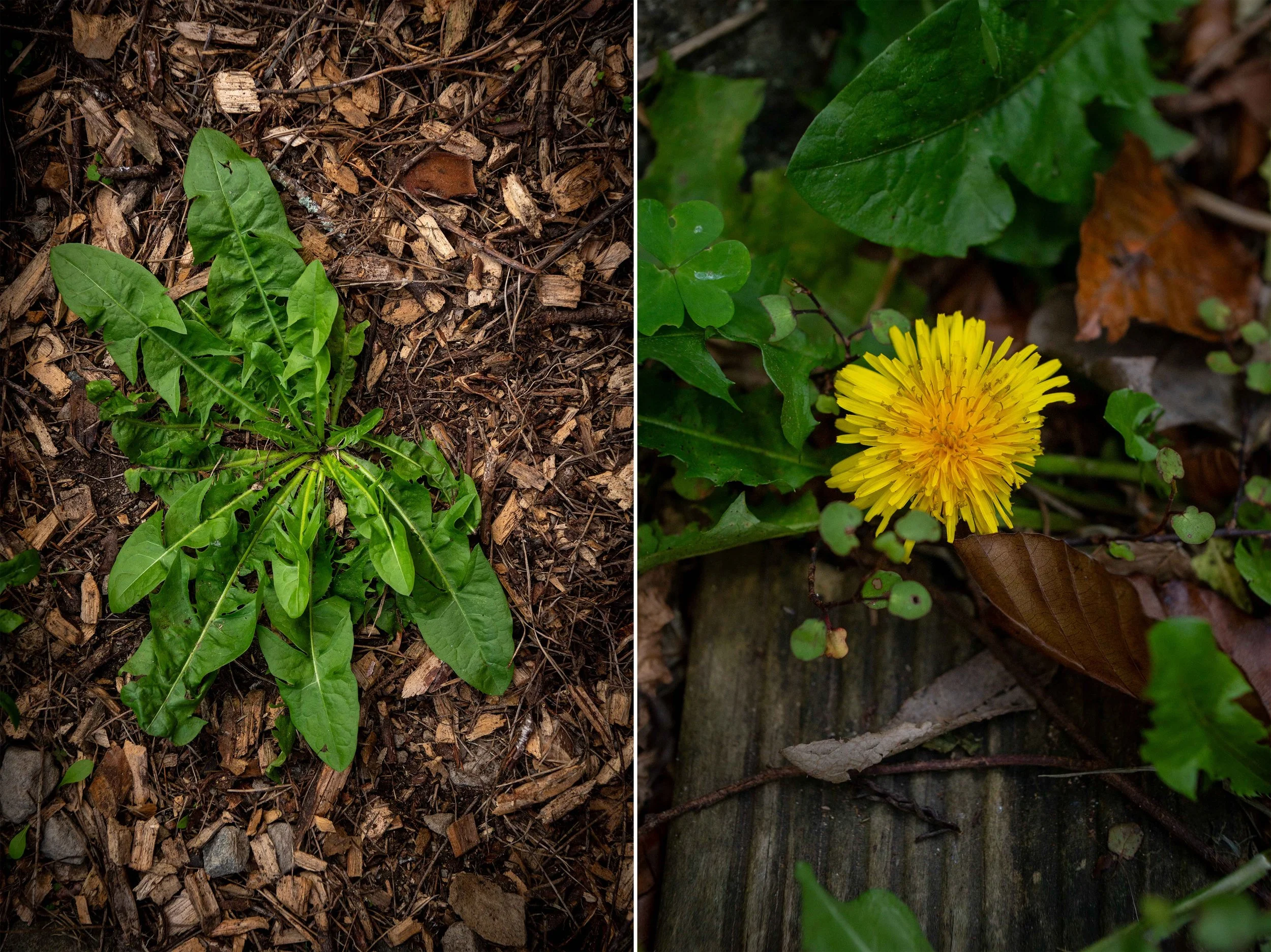 Dandelion plants growing in mulch. Bright yellow flower head.