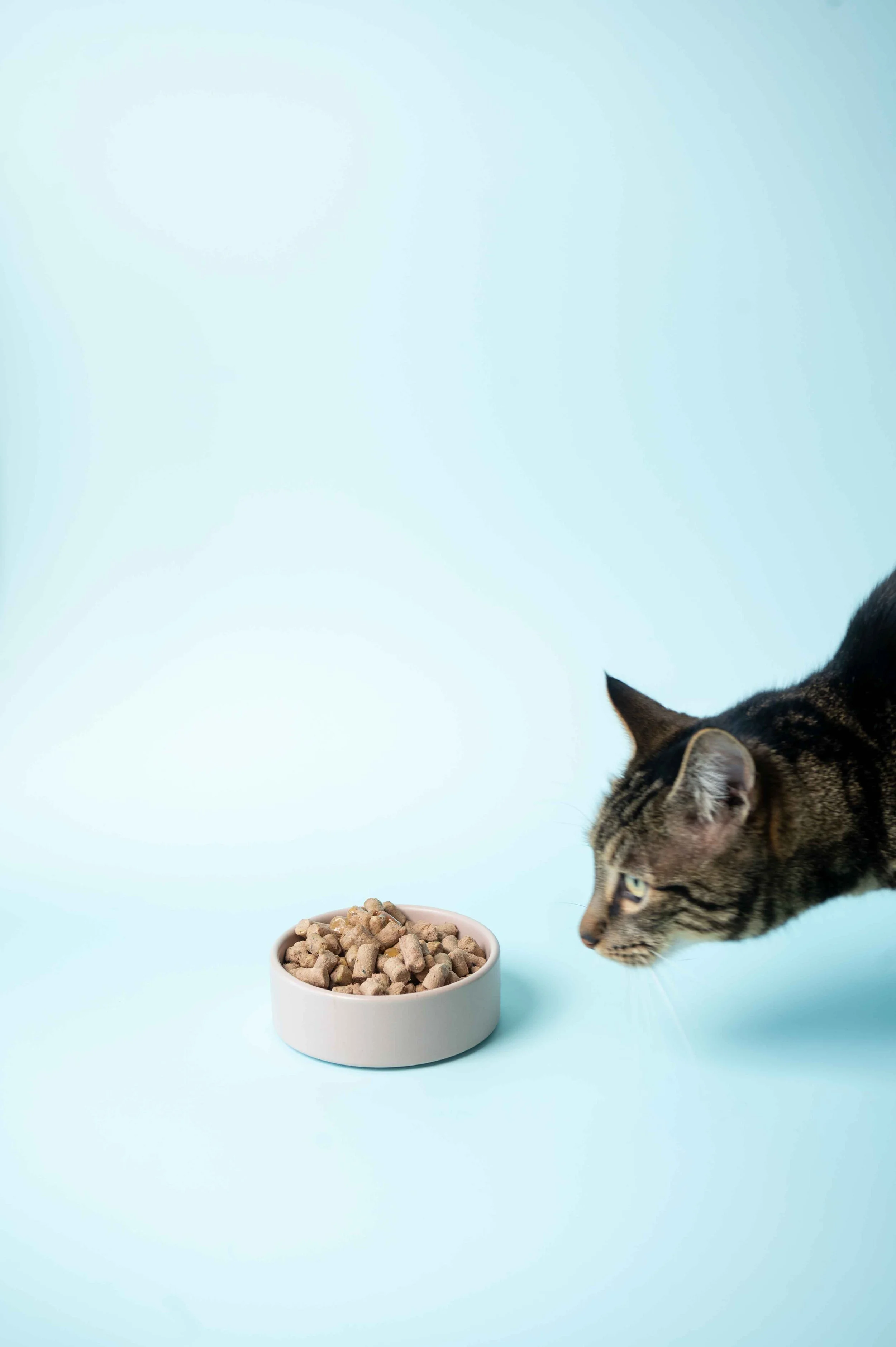 A cat sniffing a bowl of dry cat food on a light blue background.
