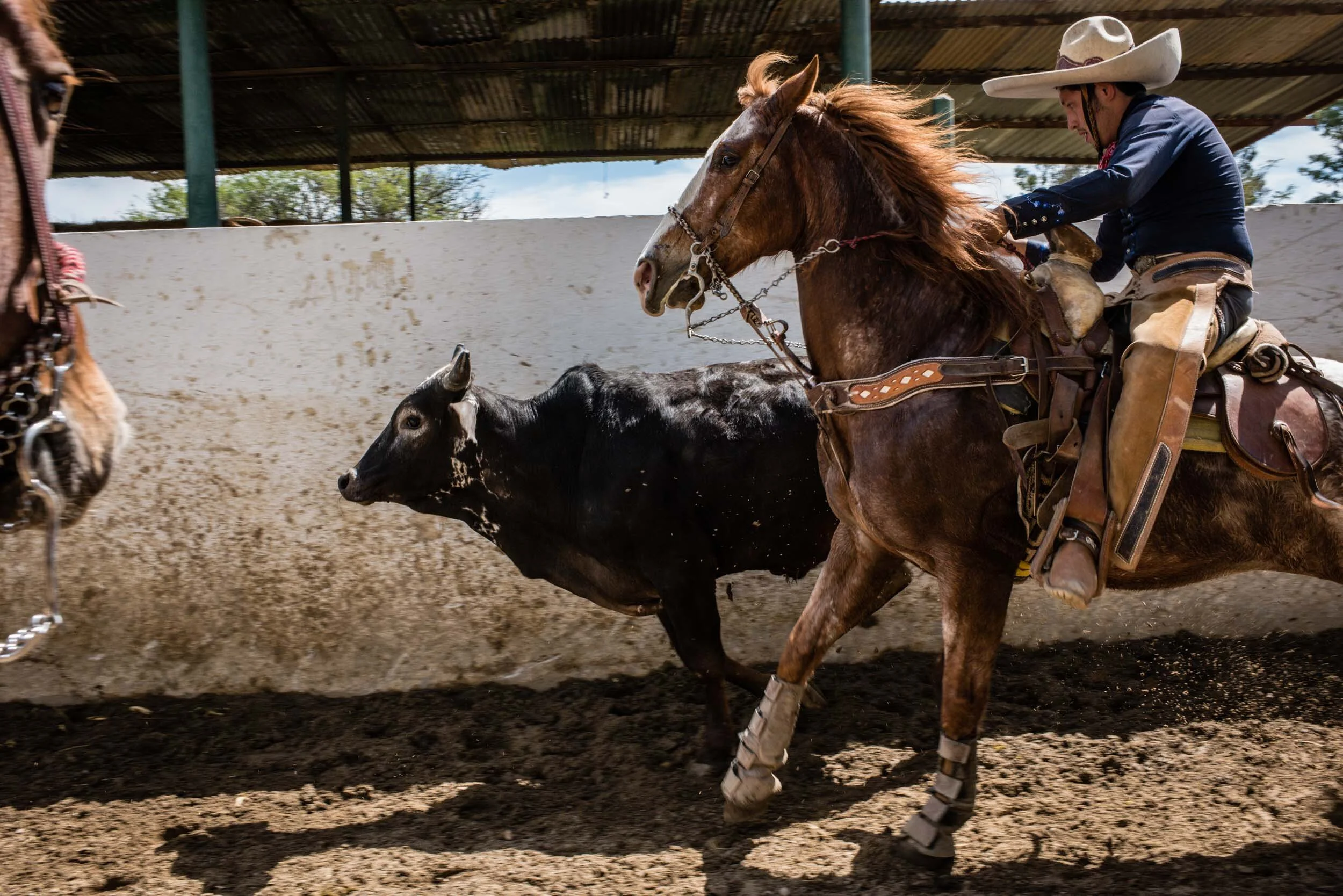 anja_bruehling_charros-18.jpg