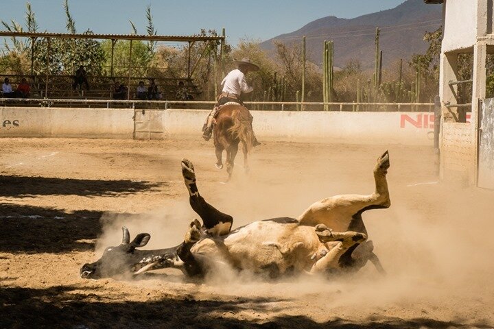 Image from the series &quot;Charros - Mexican Horsemen&quot;, which were awarded Honorable Mention in the category Press-Sport-Professional at the Paris Photo Awards (@PX3 - Px3 Paris Photography Prize) recently. Many thanks to the jurors. ⁠
⁠
Charro