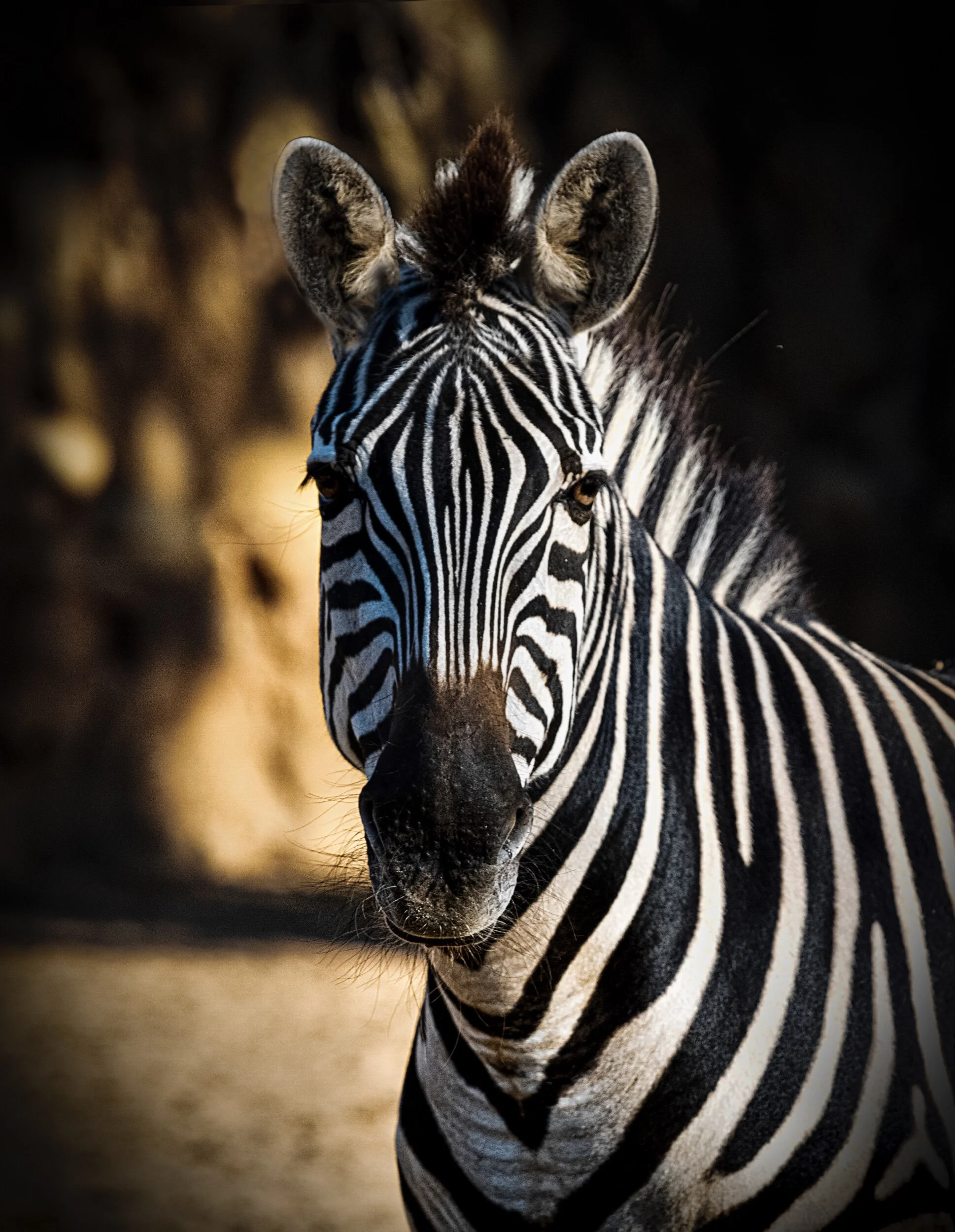 DSCF6012zebra2.jpeg