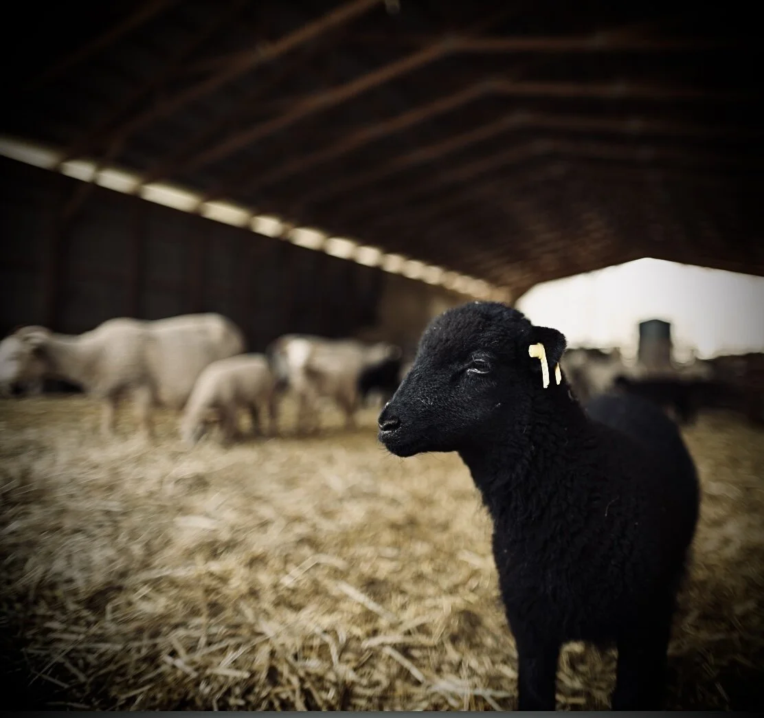 Screen Shot 2021-03-01 at 9.21.02 AM.jpeg