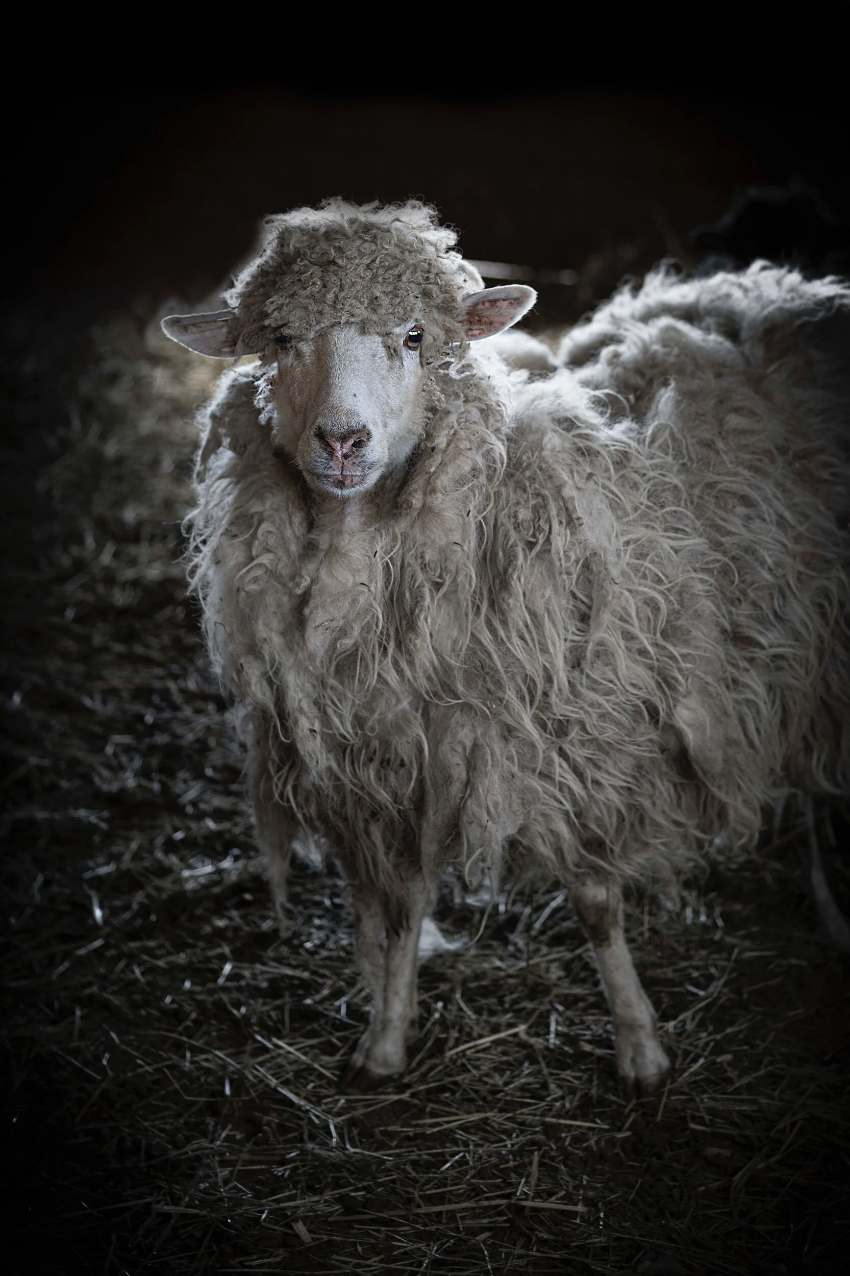 DSCF0401shaggyewe ... Print .jpeg