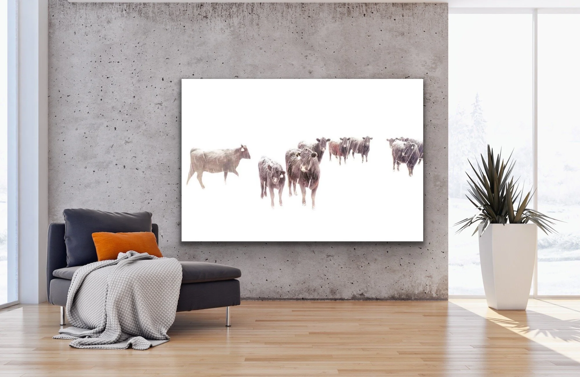 Snow cows_40x60 in room.JPG