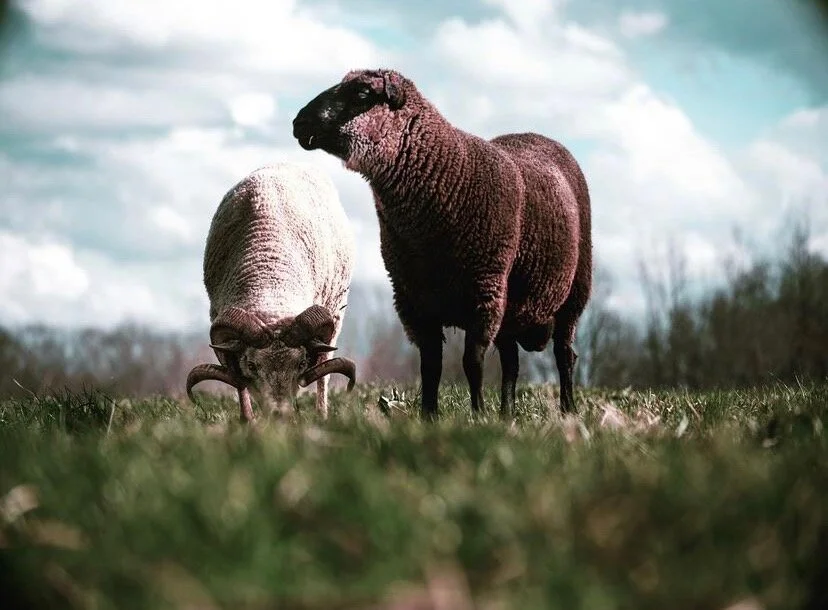 Goats Madison GA.JPG