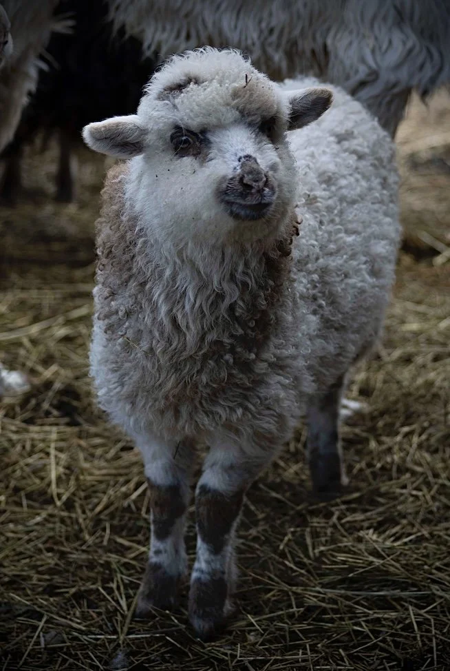 Screen Shot 2021-03-23 at 4.40.39 PM.jpeg