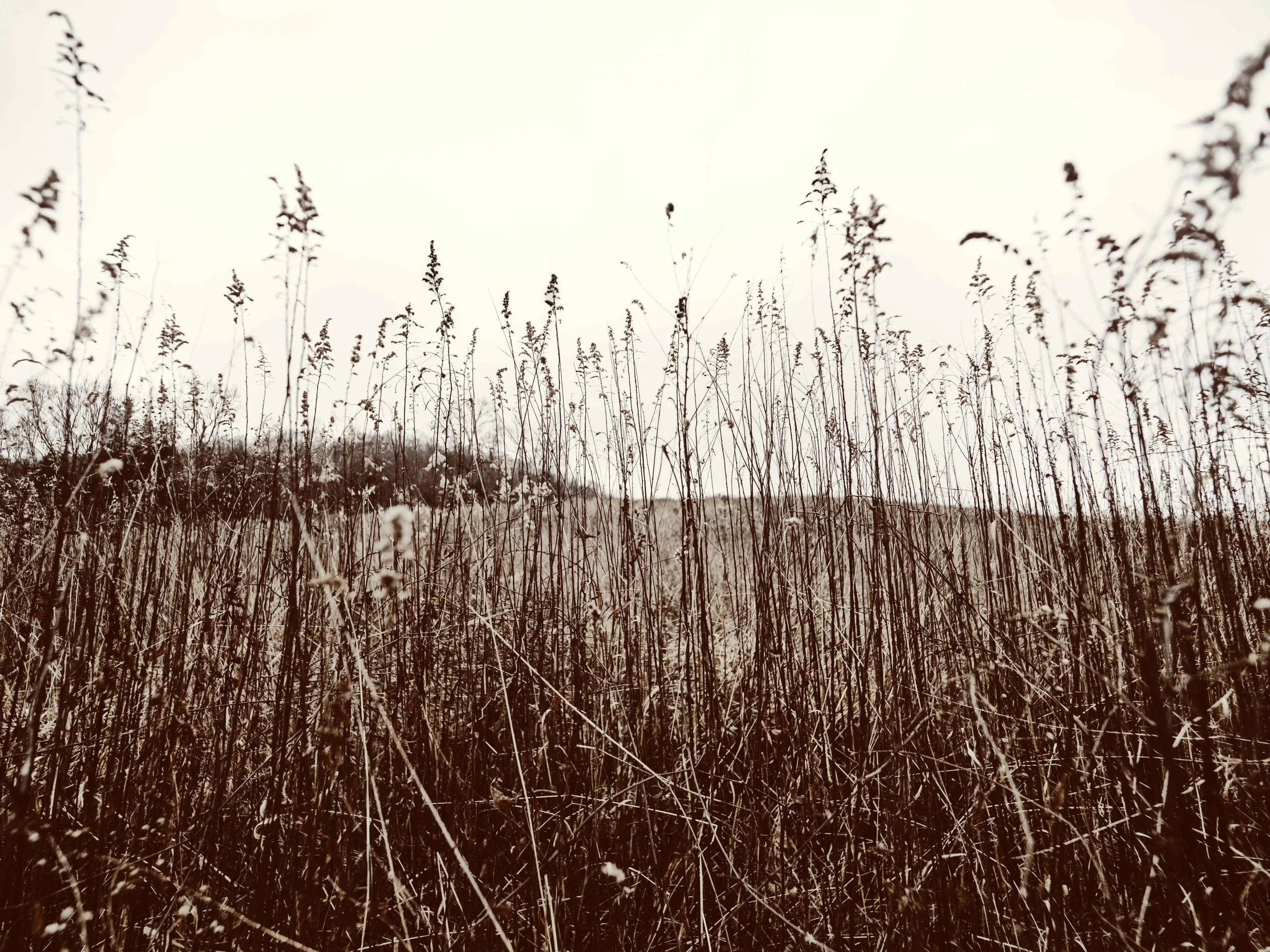 try grass DSCF7287-2.jpeg