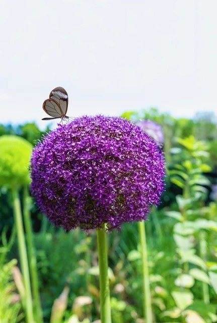 butterfly on dc flower DSCF3878 (1).jpeg