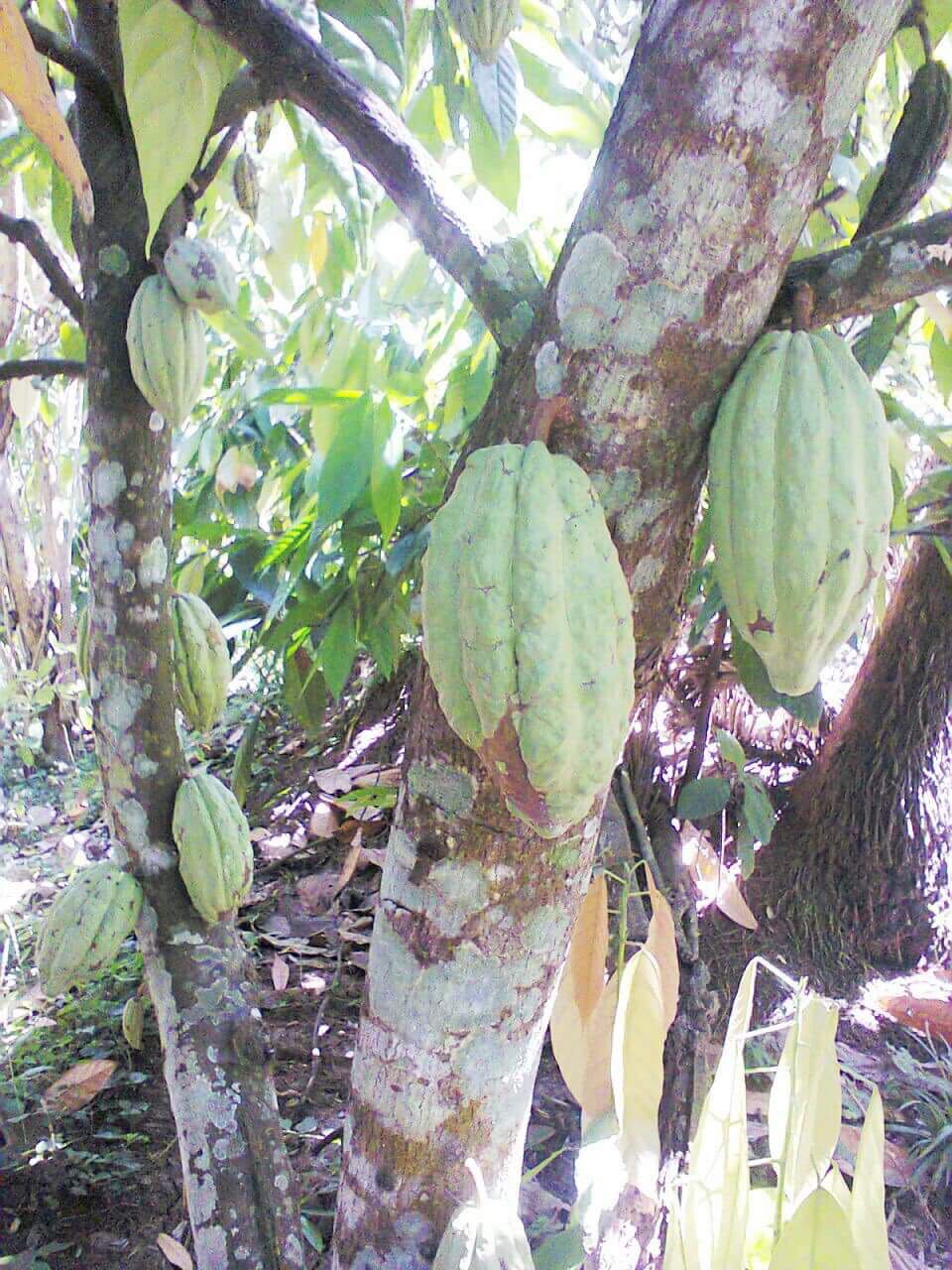 Livelihood strategies of cacao producers in Ecuador.