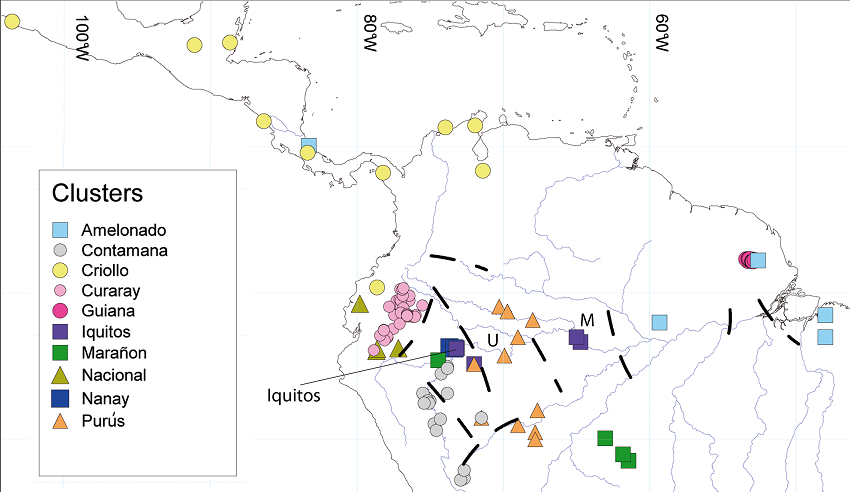 Distribution of wild variety origins of cacao