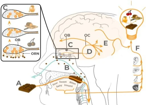 Illustrated by Geoseph Domenichiello