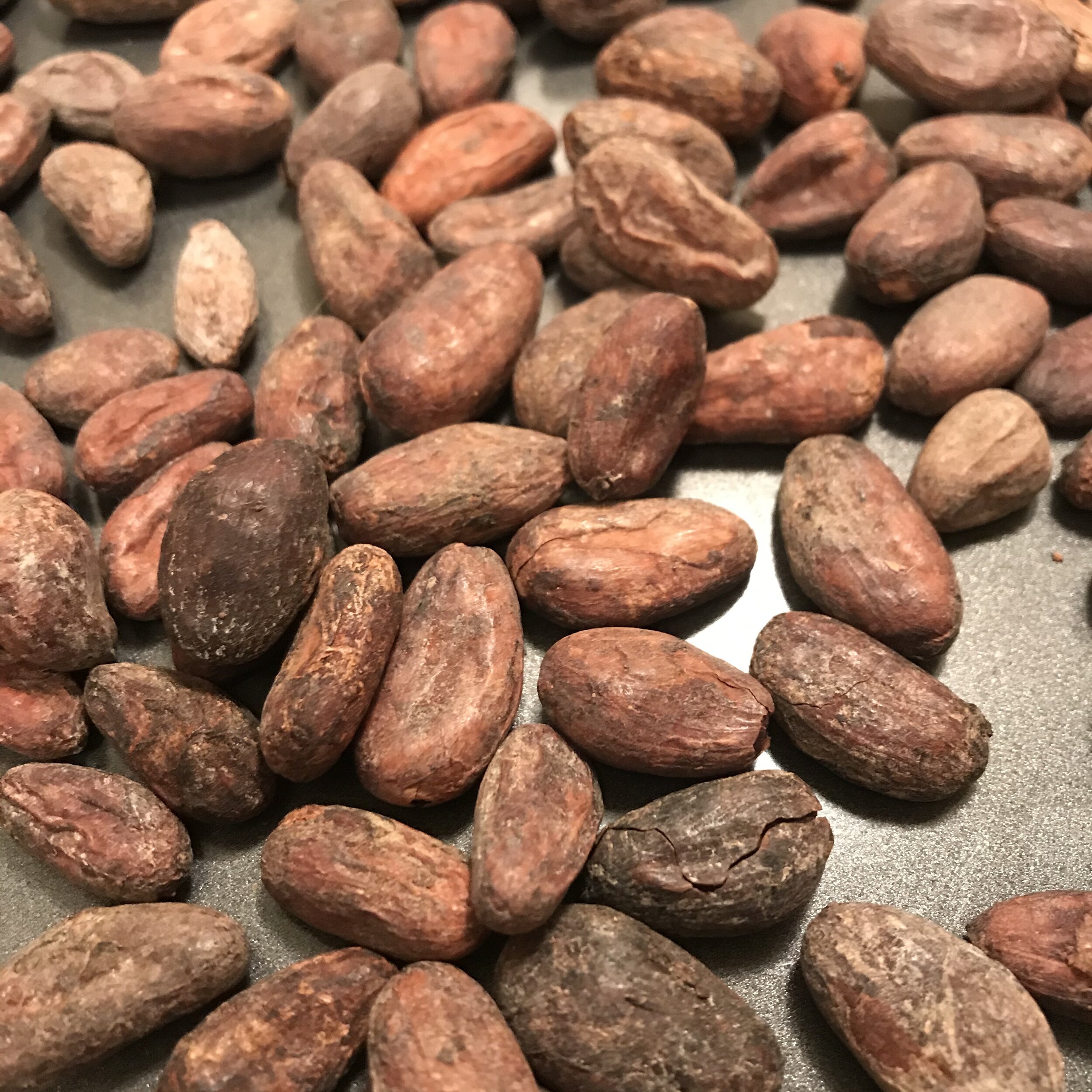 Essential cocoa beans Smartphone Apps