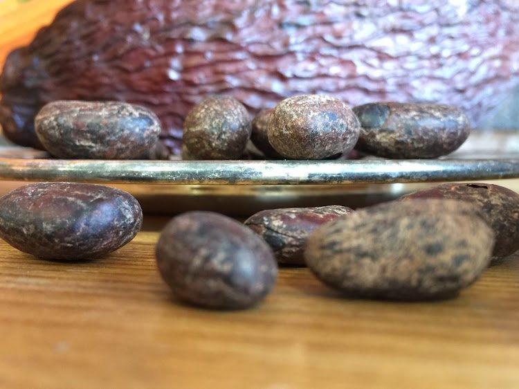 cacao and dried cocoa pod.JPG