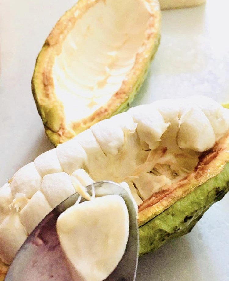 An open cacao pod. 