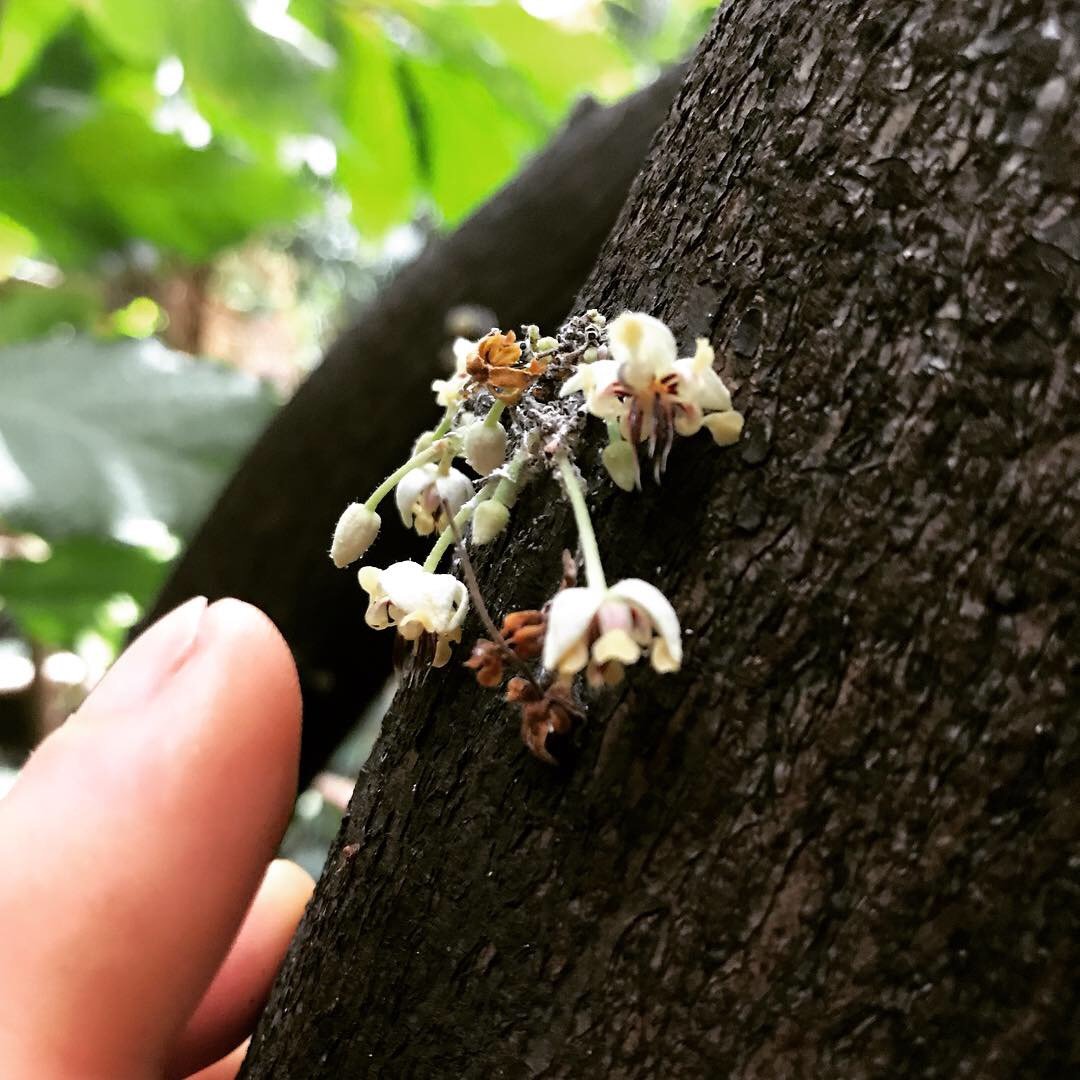 Me pointing at some cacao flowers. 