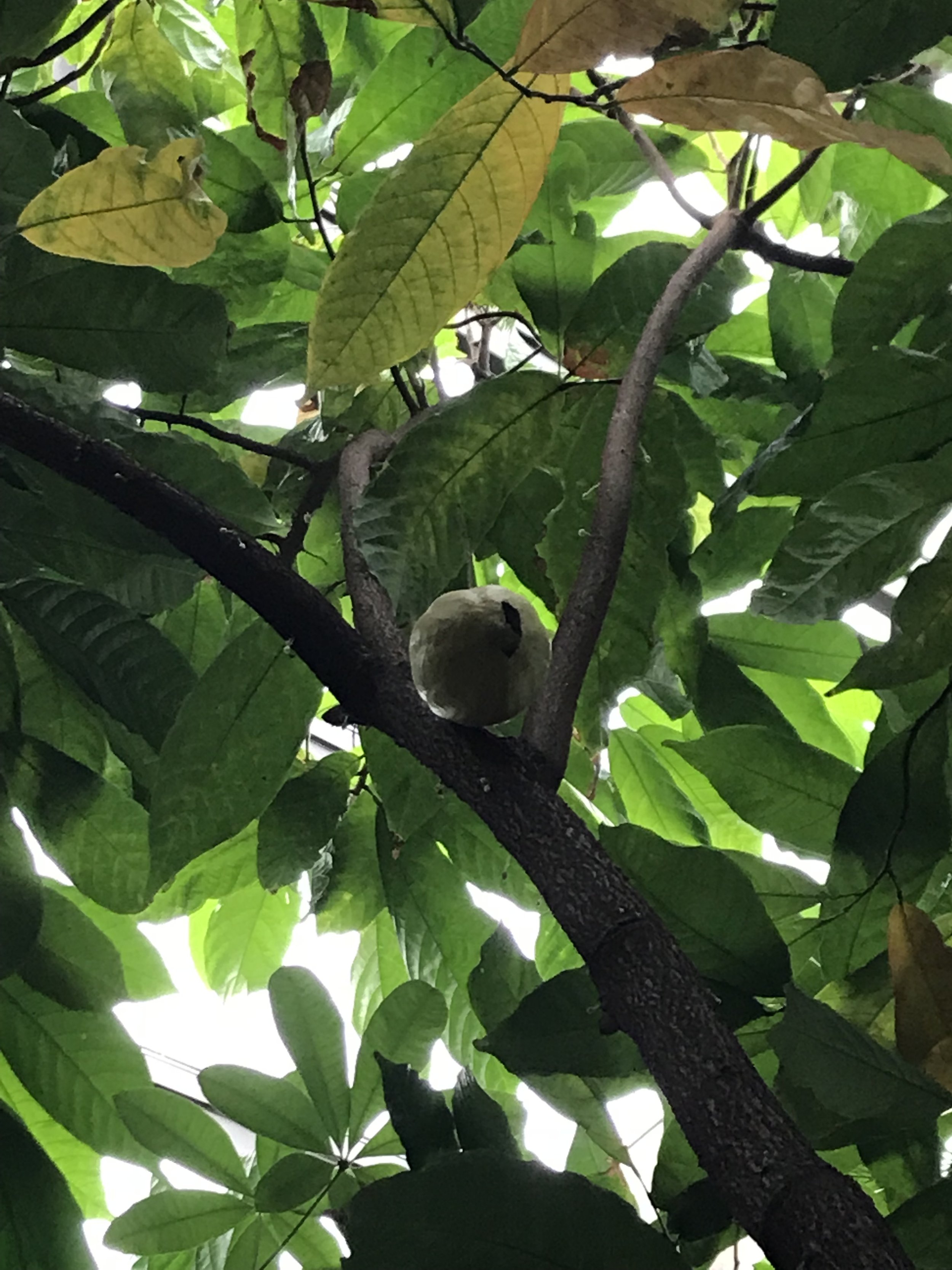 Looking up a cacao tree at a cocoa pod. 