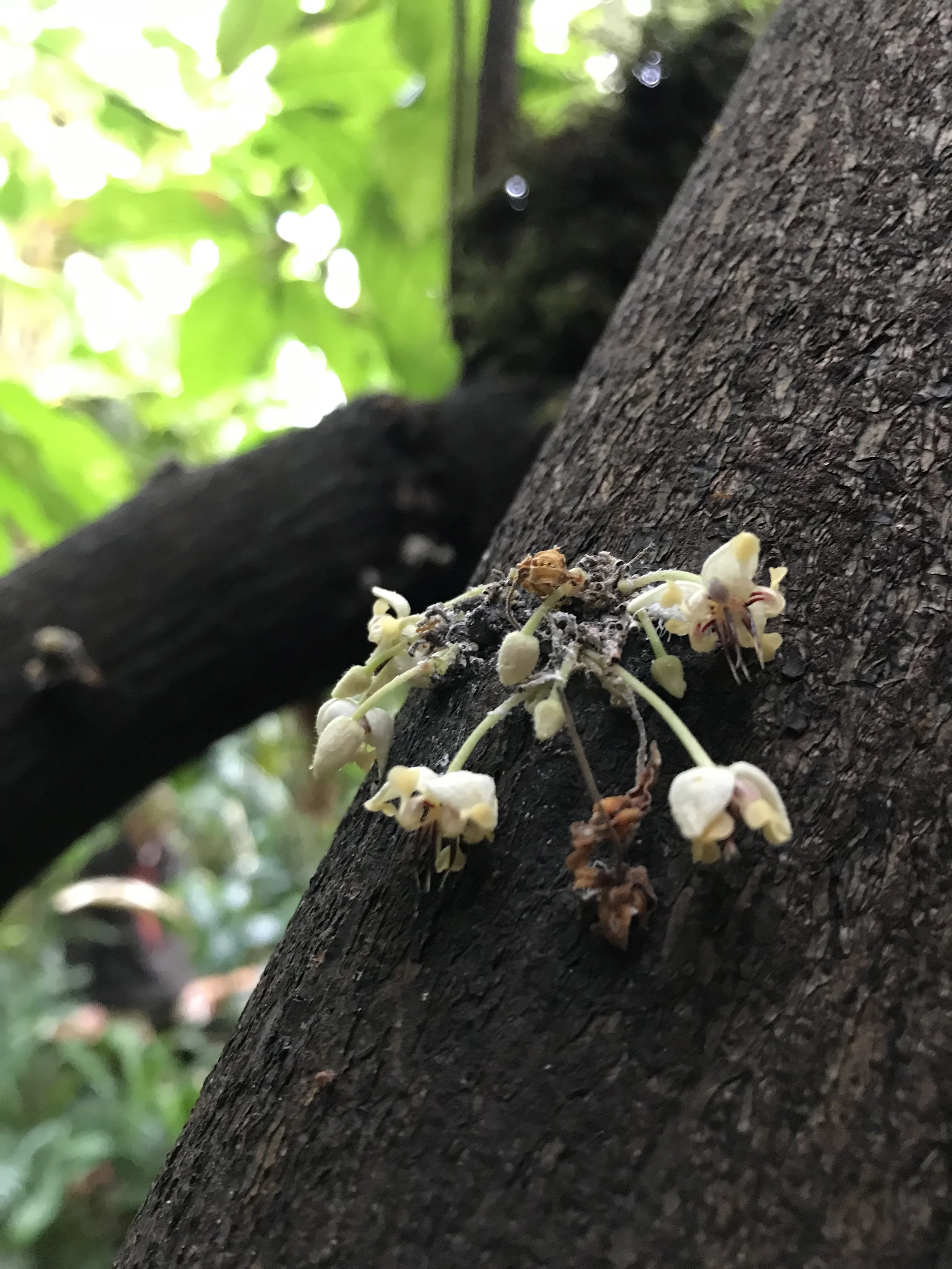 How many varieties of cacao exist?