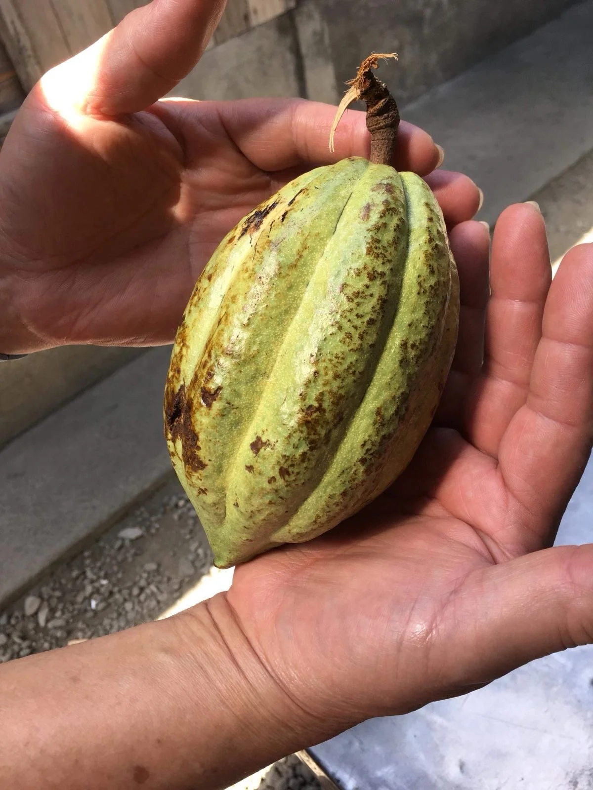 Where does cacao grow today?