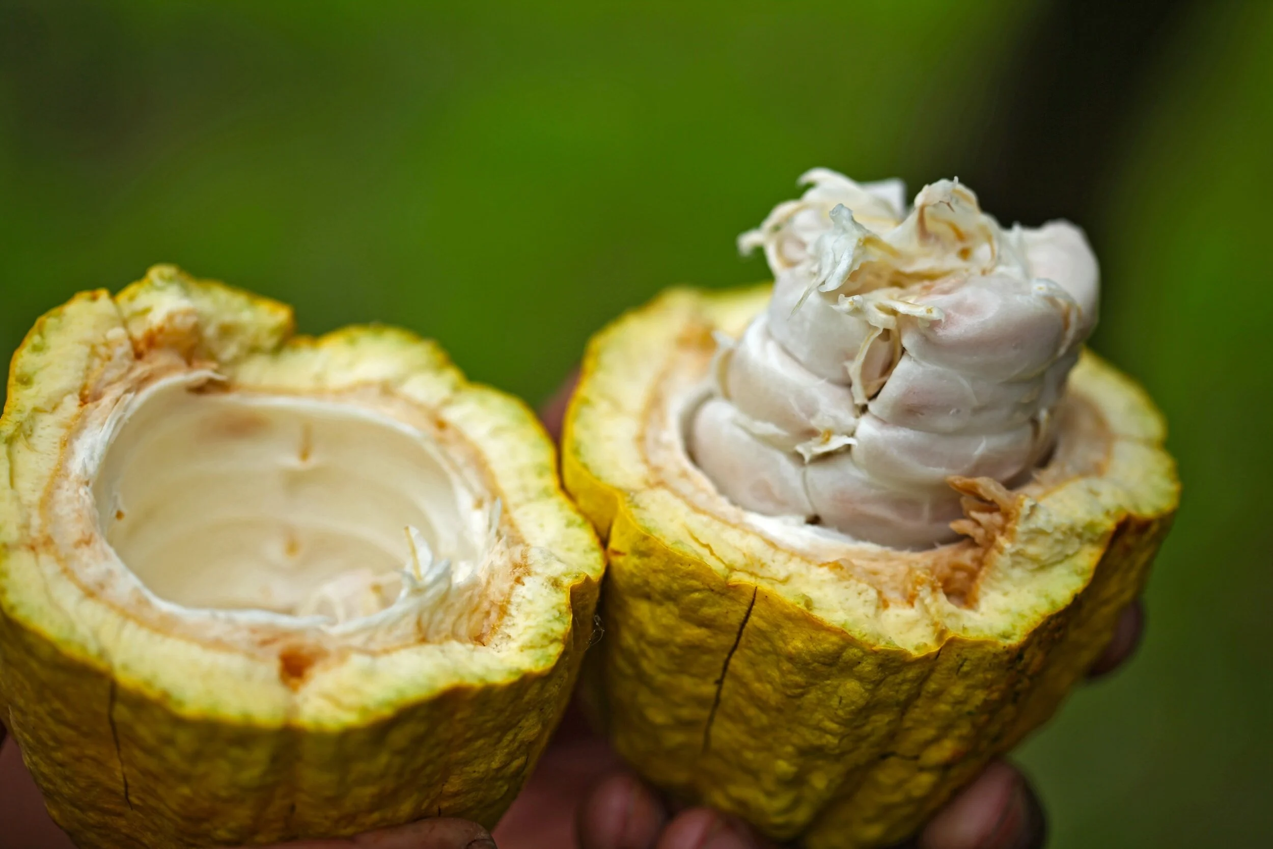 Does Fairtrade hurt the fine craft chocolate industry?