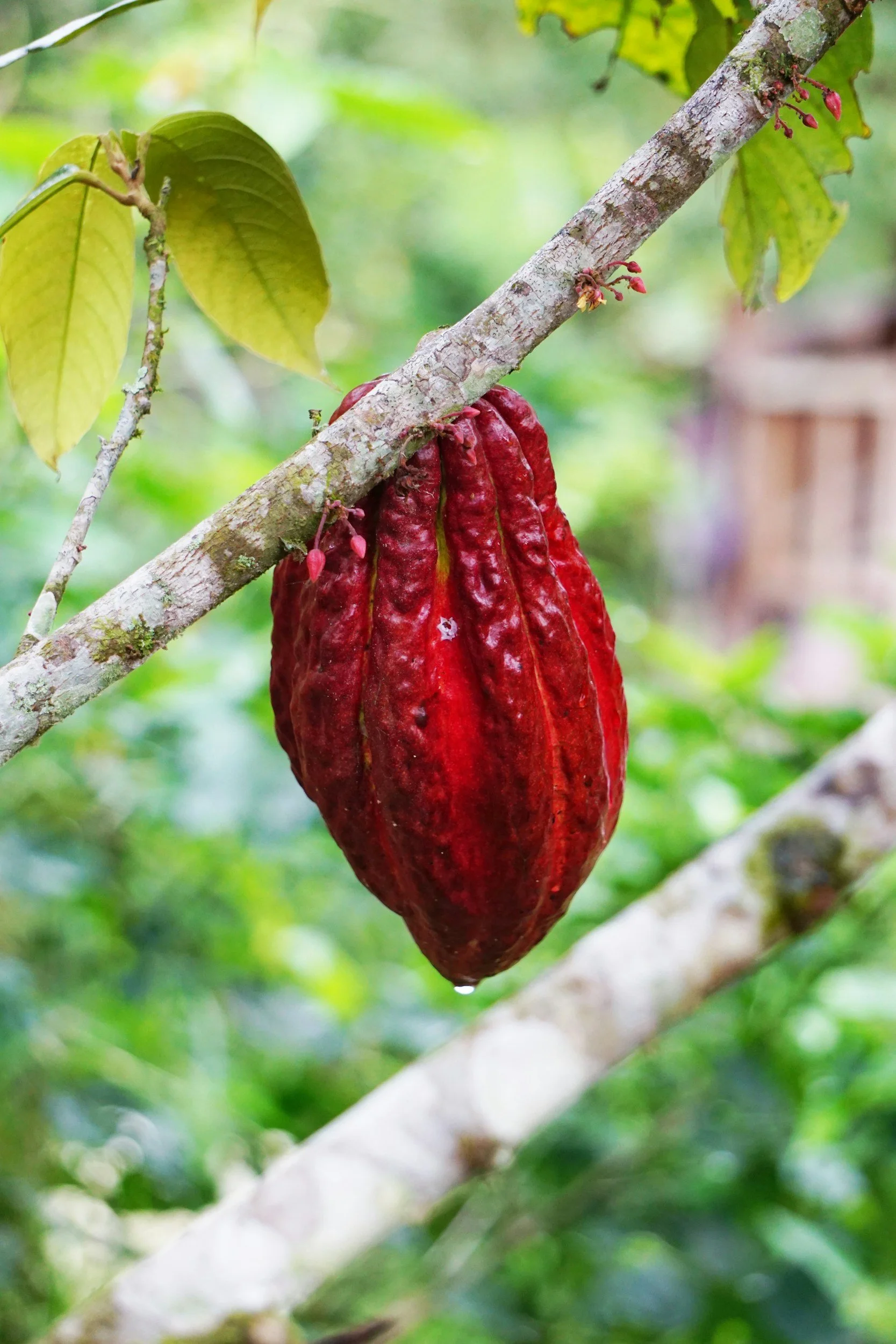 Geographic and Genetic Population Differentiation of the Amazonian Chocolate Tree (Theobroma cacao L)