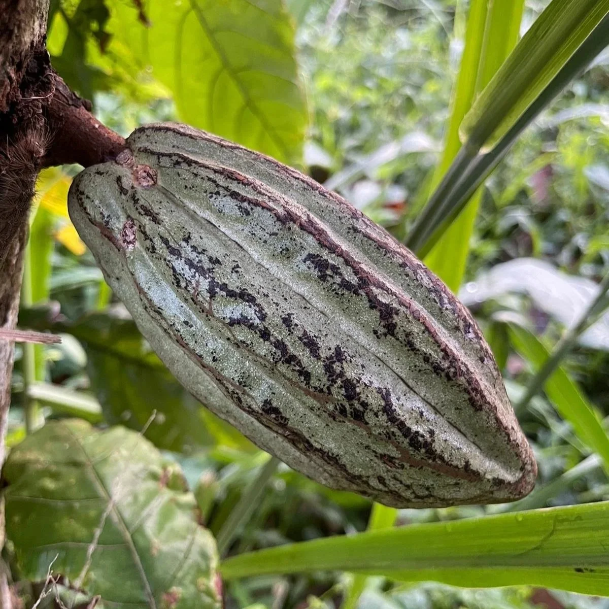 Cocoa Pod