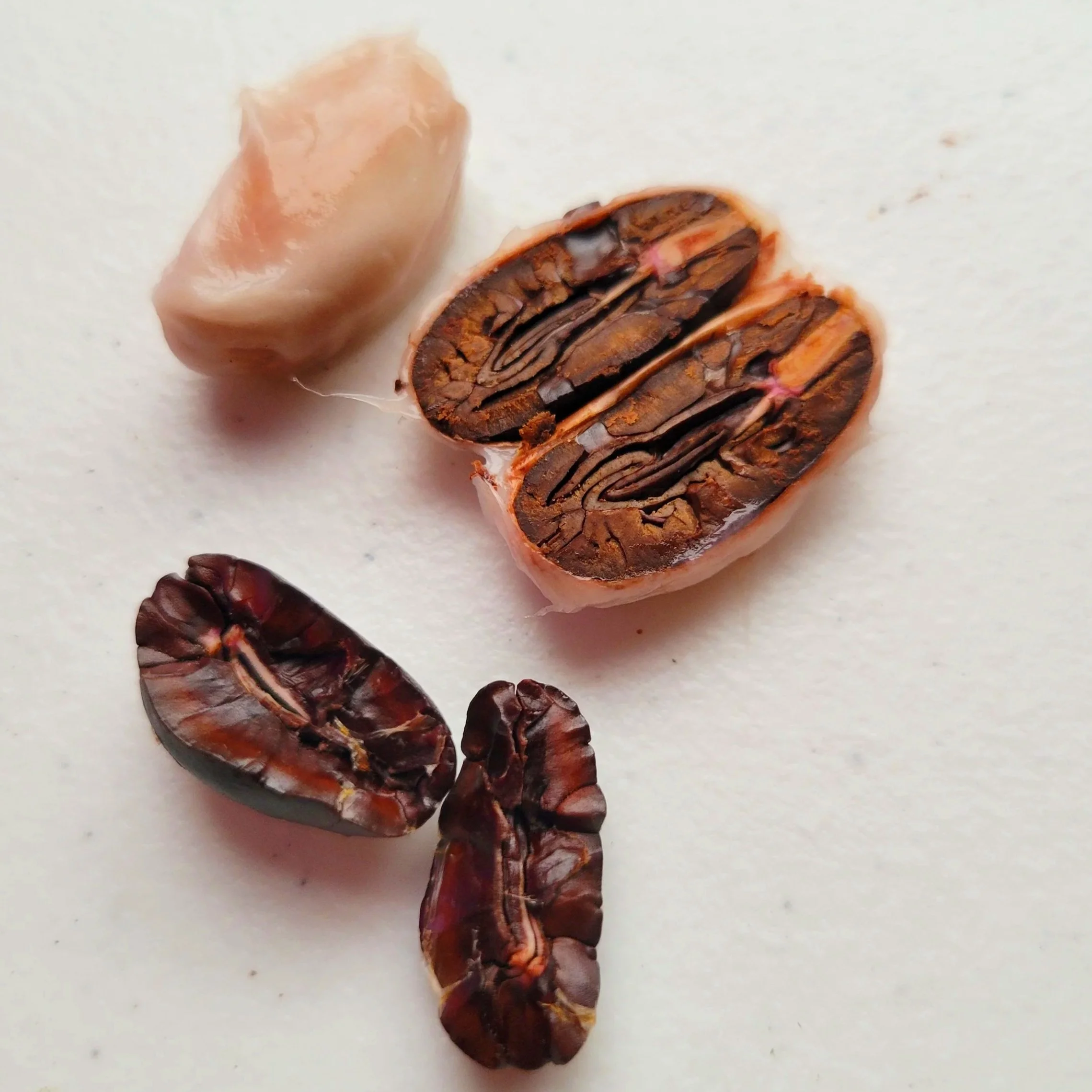 Cacao seeds &amp; fruit