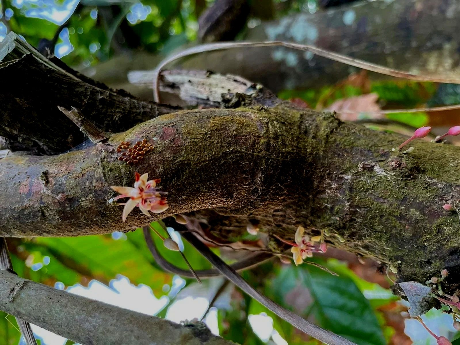 Free Chocolate School