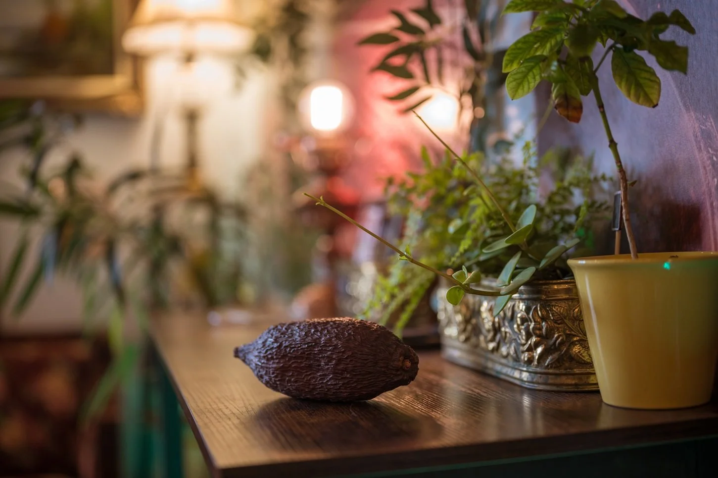 Taste The History Of Chocolate: Professional Tasting 