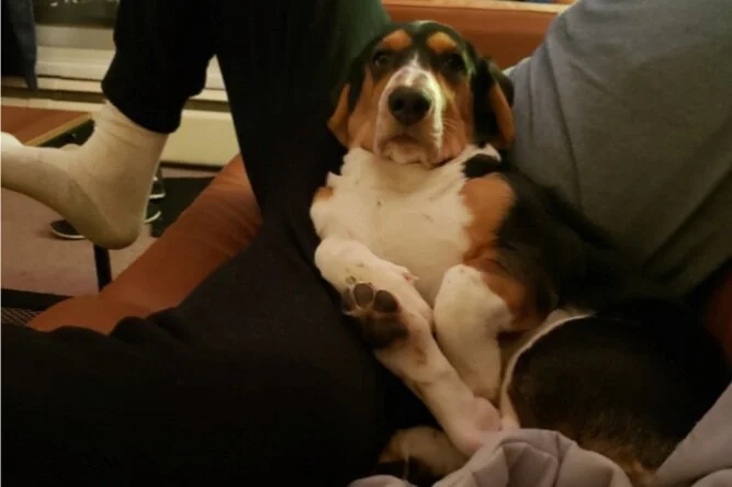 A Dogs Life in Quarantine | Emma Osmond