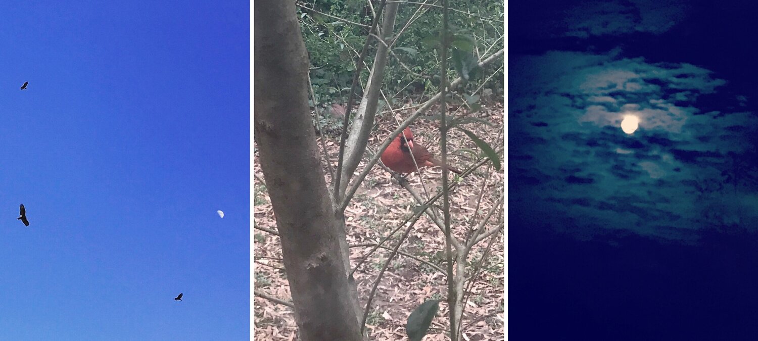 Image Description: Recent scenes of nature that the author has noticed. The first image is of a group of hawks circling the sky during the daytime but with the moon in the background. The second image is of a red cardinal sitting on a tree branch at face-level. The third image is of a full moon at night, with an eerie light of clouds around it. All three photos by Erica Ginsberg. All rights reserved.