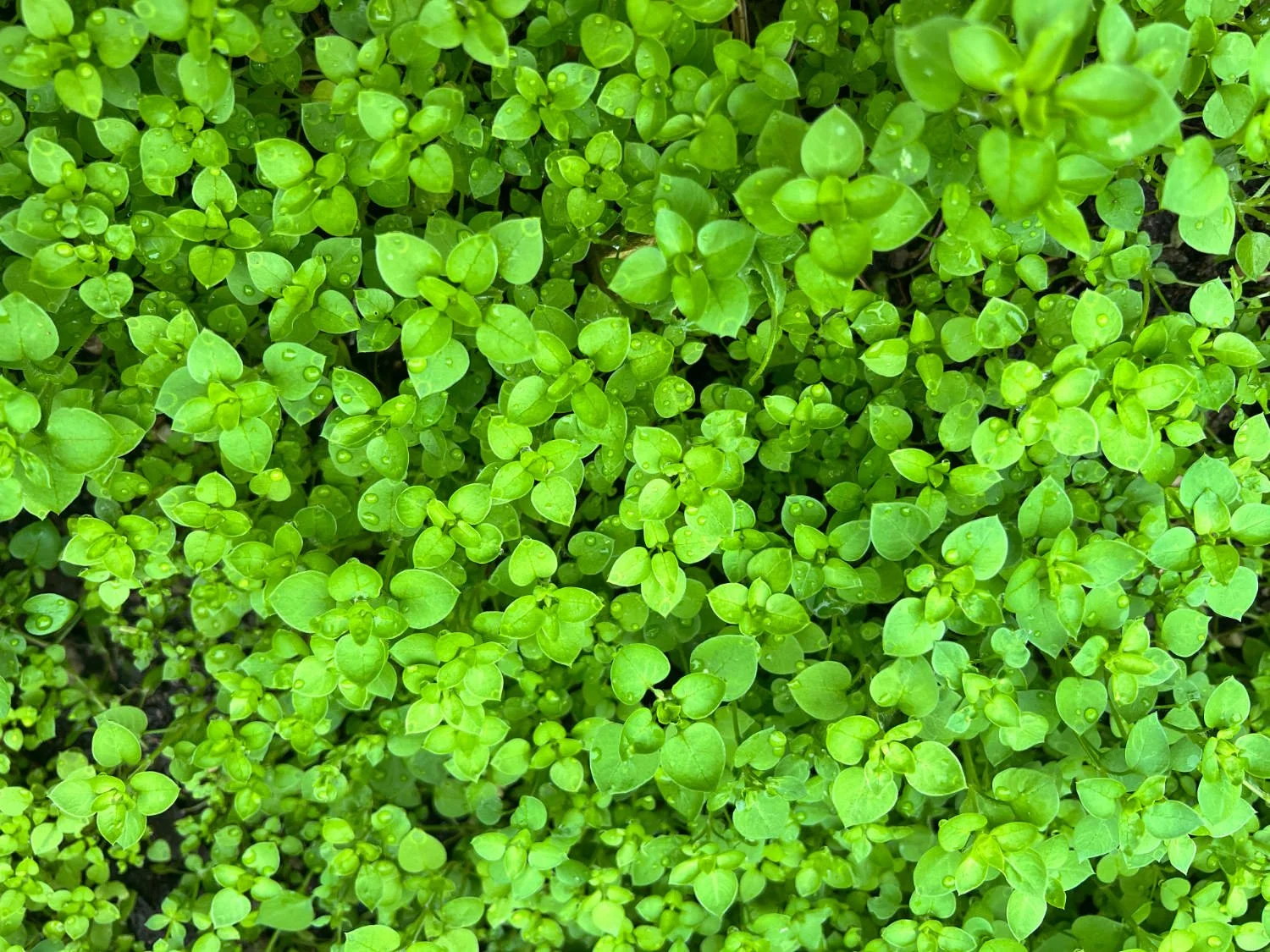 chickweed, (stellaria media)