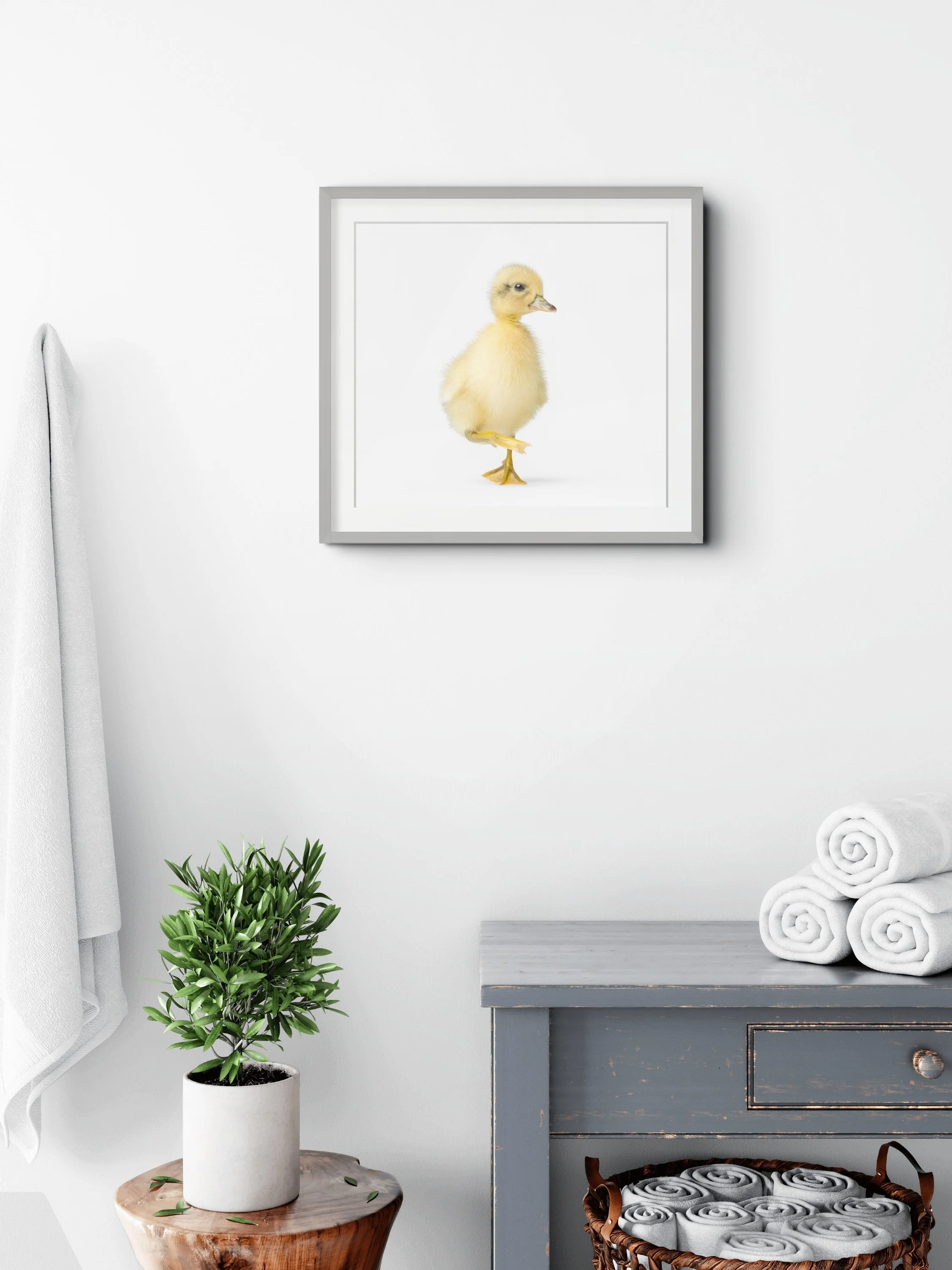 duck photography duckling farm photograph | Greg Murray.jpg