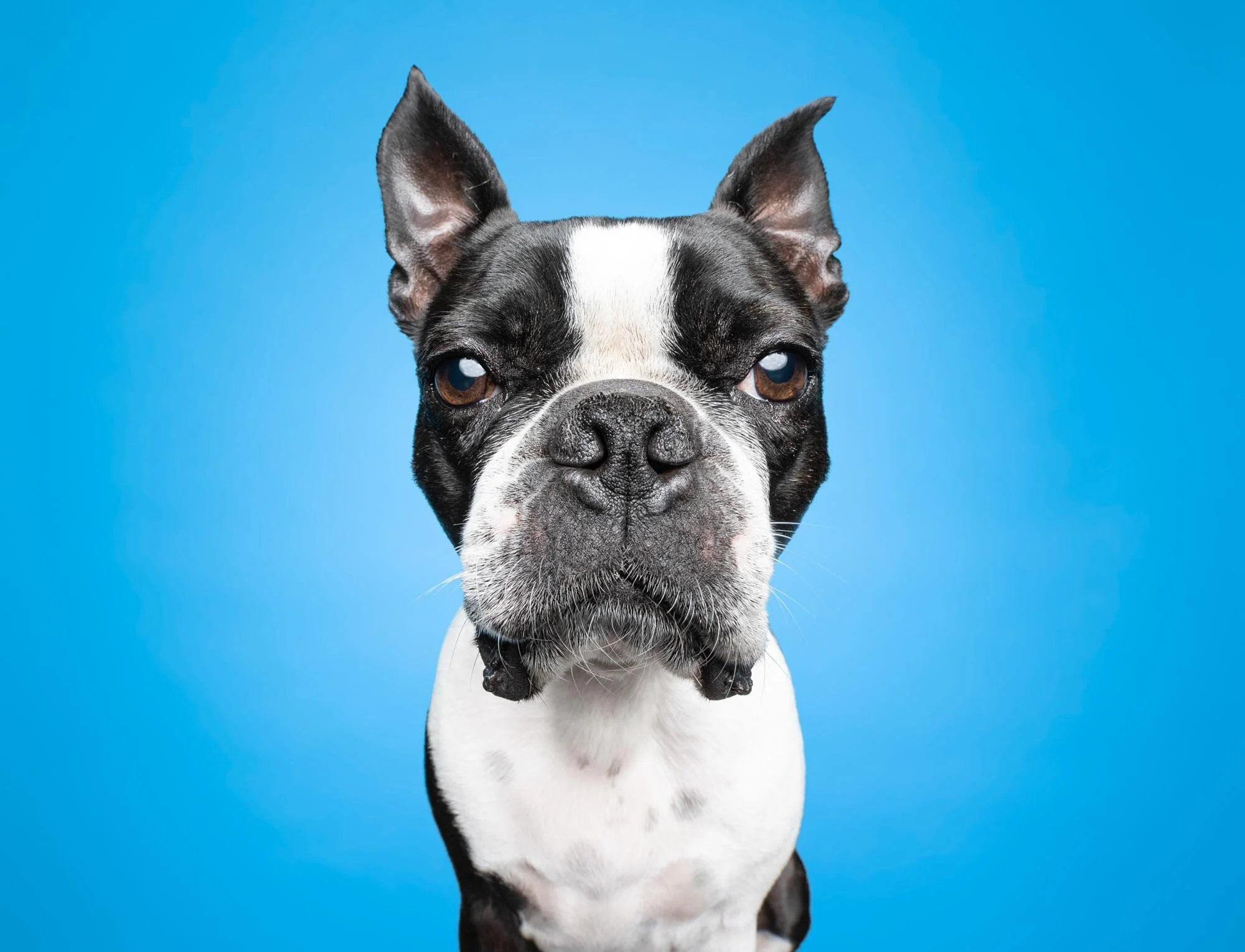 Murphy the Boston Terrier's Studio and Outdoor Session
