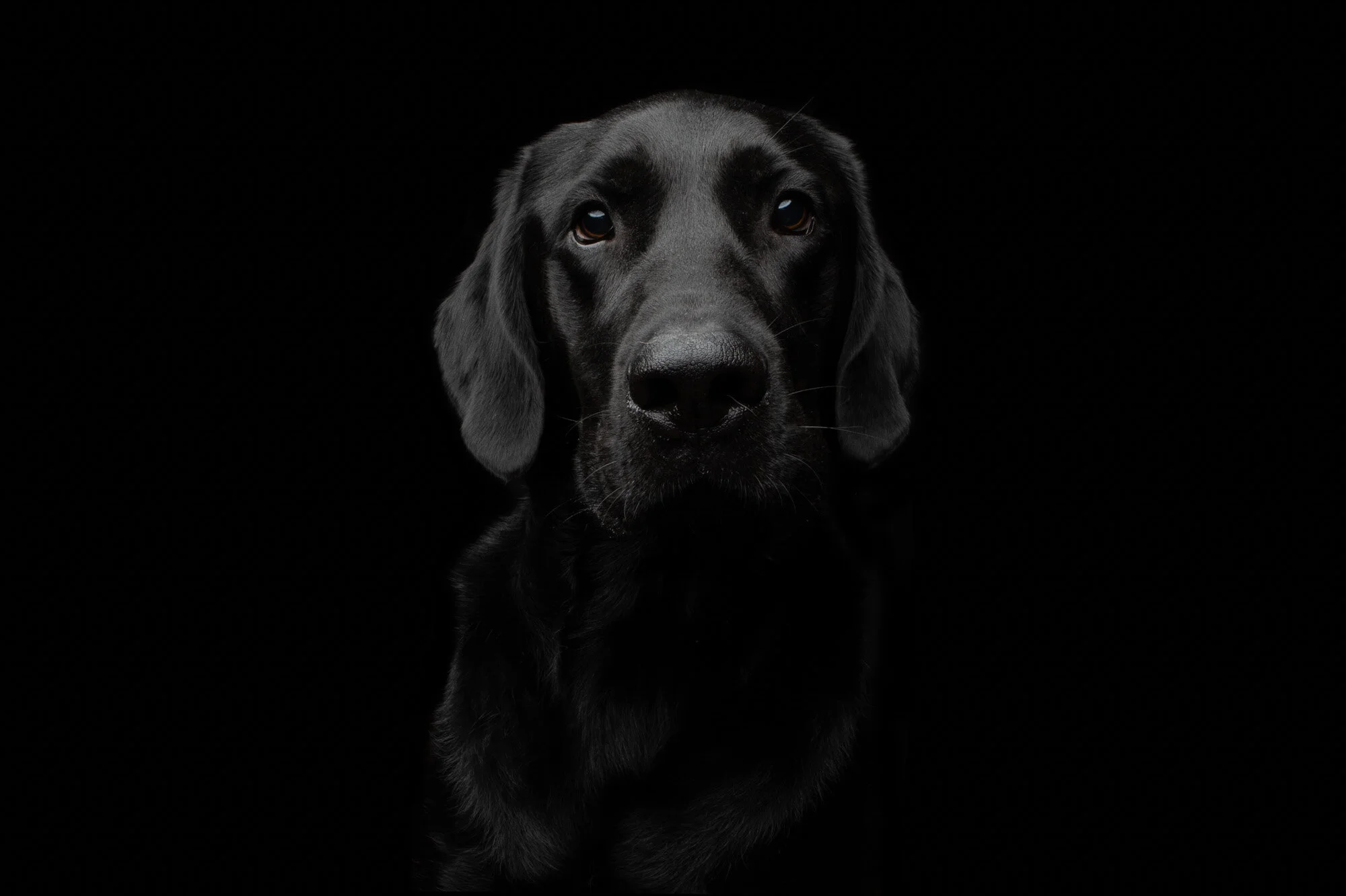 Joe the Black Lab!