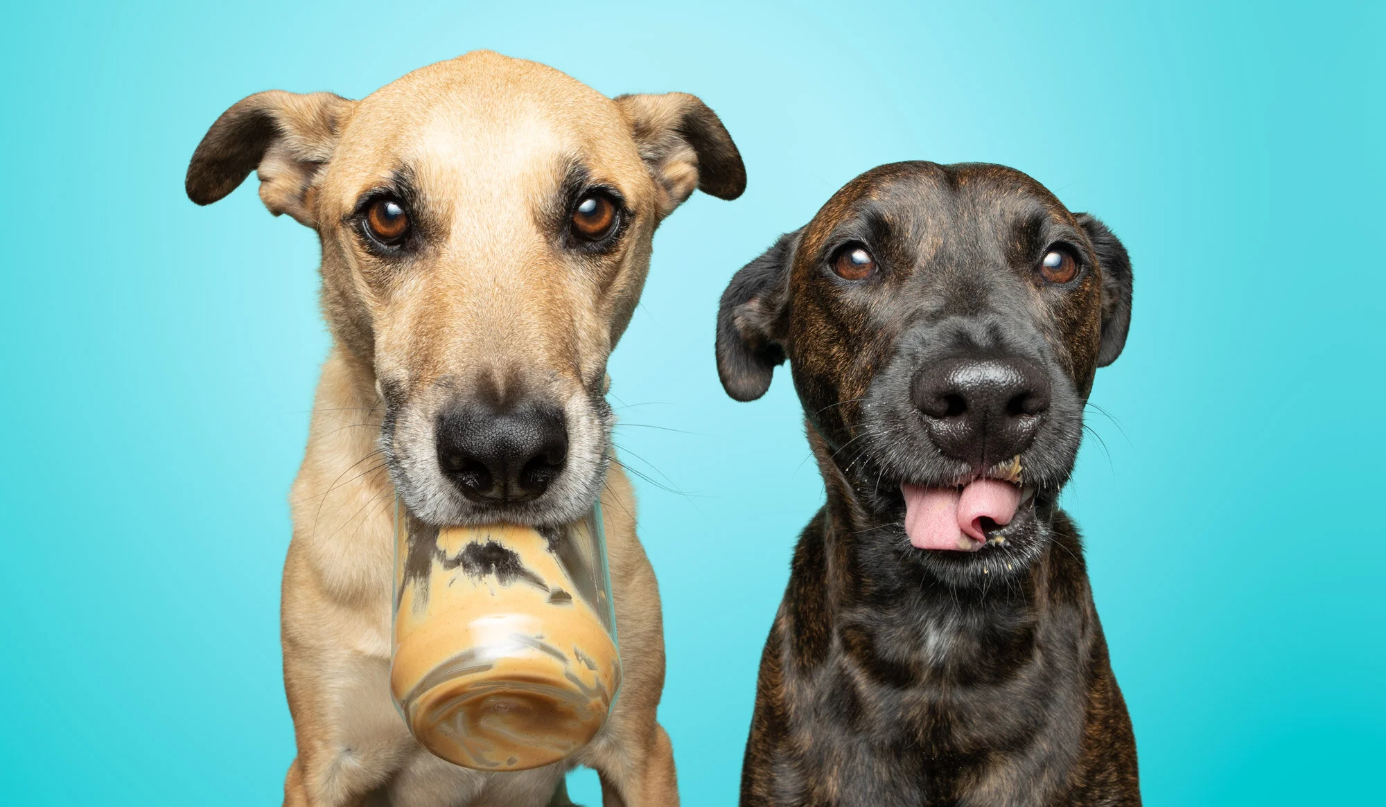 Is Peanut Butter Safe For Dogs?