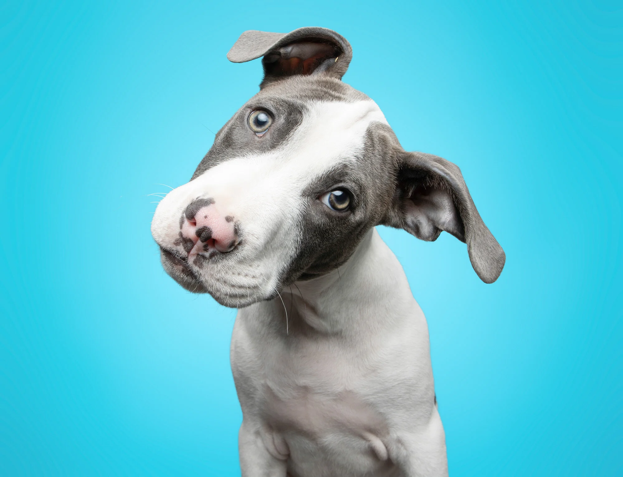Finn the Puppy in Studio!