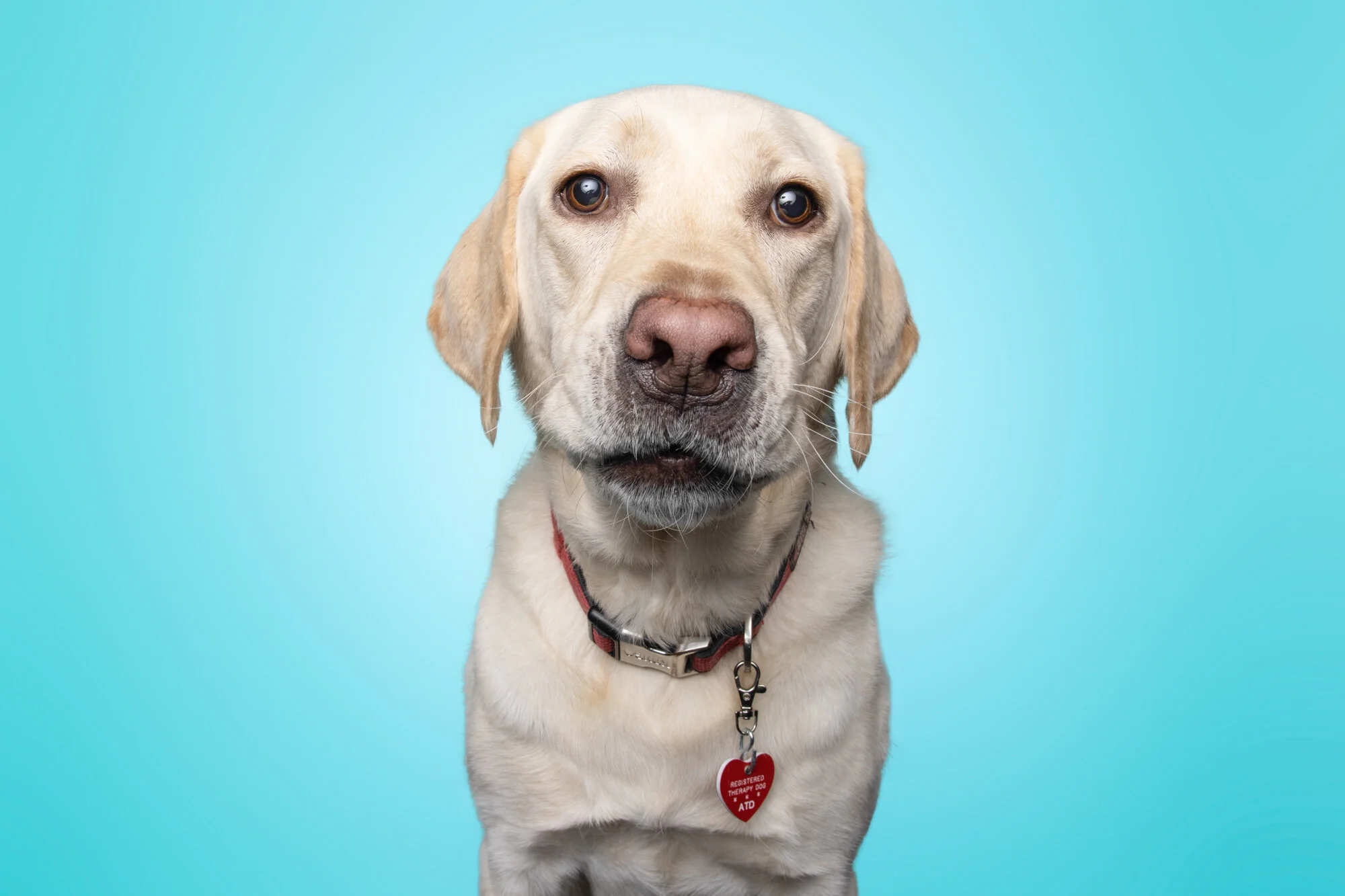 Finn the Therapy Dog!